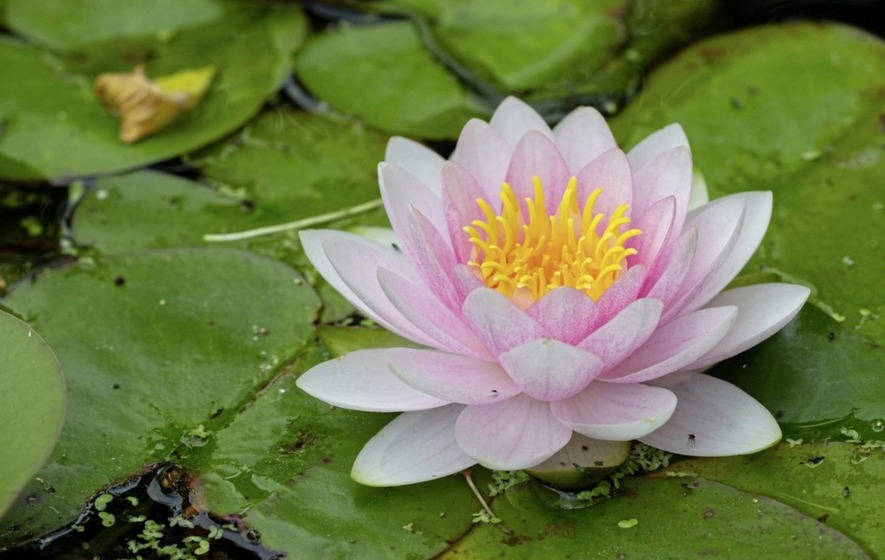 dazzling water lily, pink water lily, vibrant yellow center, SD Desktop Wallpaper