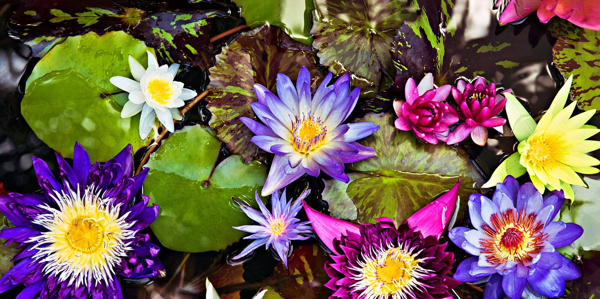 colorful water lily flowers, purple, pink, Full HD Desktop Wallpaper