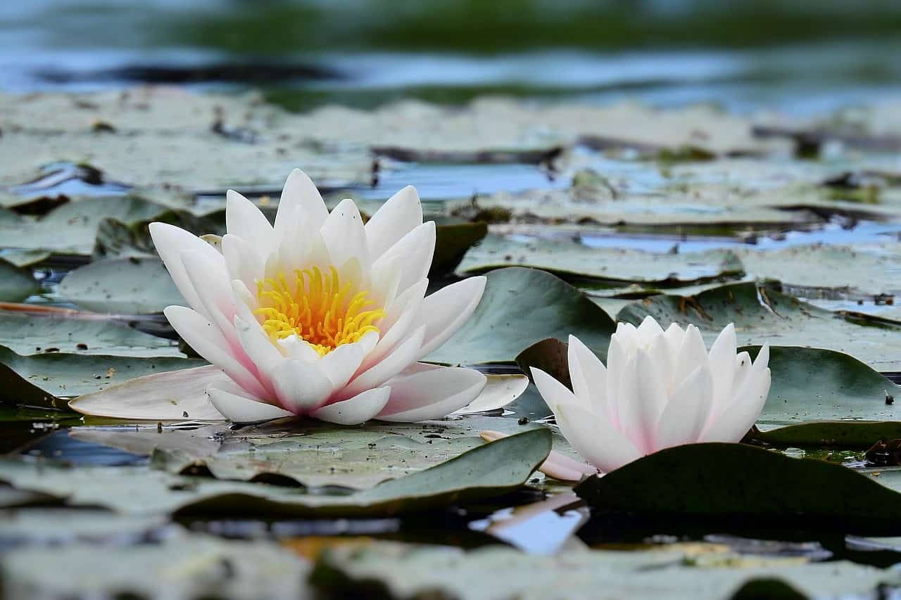white water lilies, yellow centers, green lily pads, HD Desktop Wallpaper