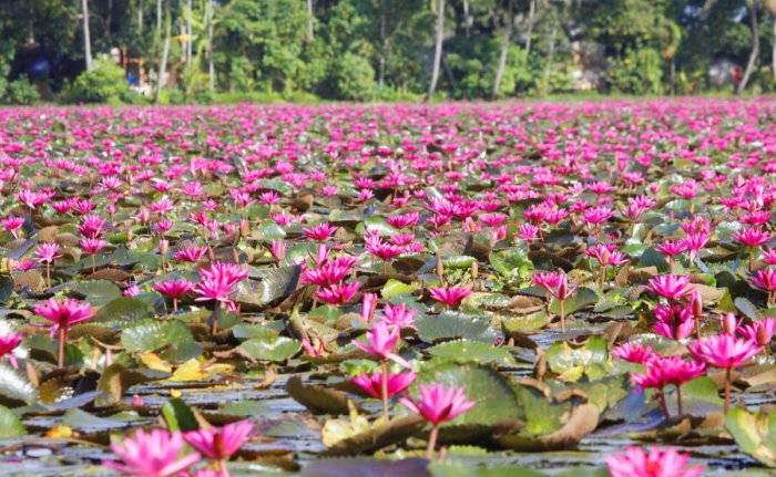 water lily, tranquil lake, vibrant pink, SD Desktop Wallpaper