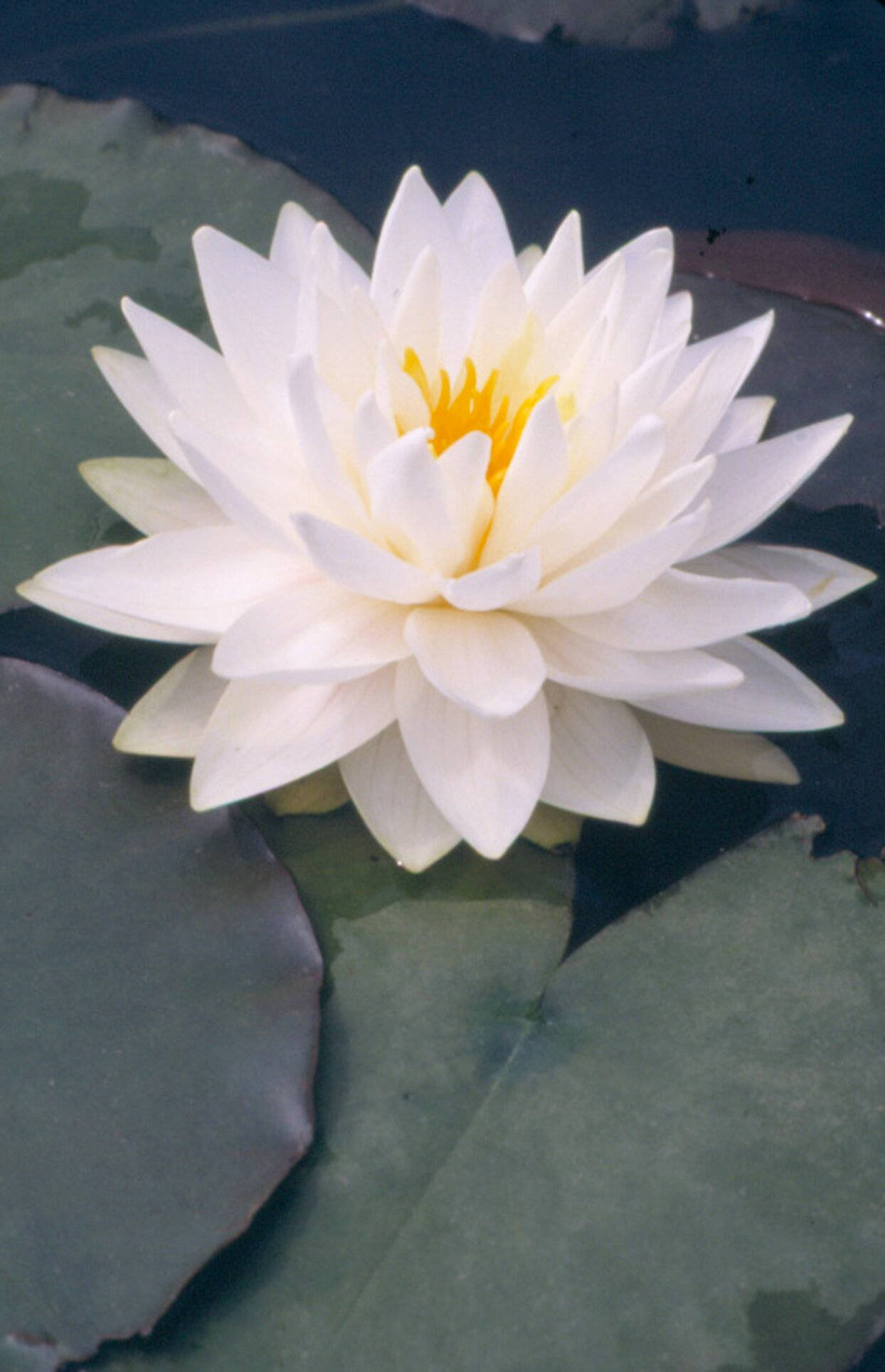 water lily, blooming, serene pond, Full HD Phone Wallpaper