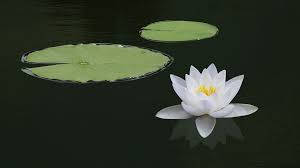 water lily, white water lily, dark still water, SD Desktop Wallpaper