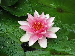 pink water lily, dew-kissed lily pad, tranquil pond, SD Desktop Wallpaper