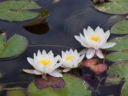 water lily, pond, white water lilies, SD Desktop Wallpaper