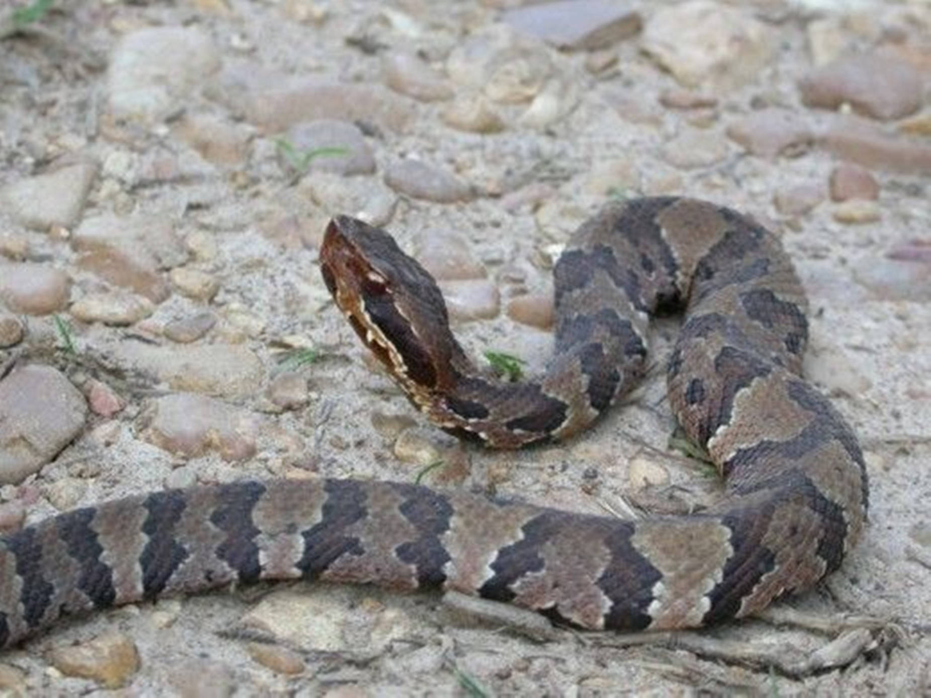 Water Moccasin, black pattern, dark brown, HD Desktop Wallpaper