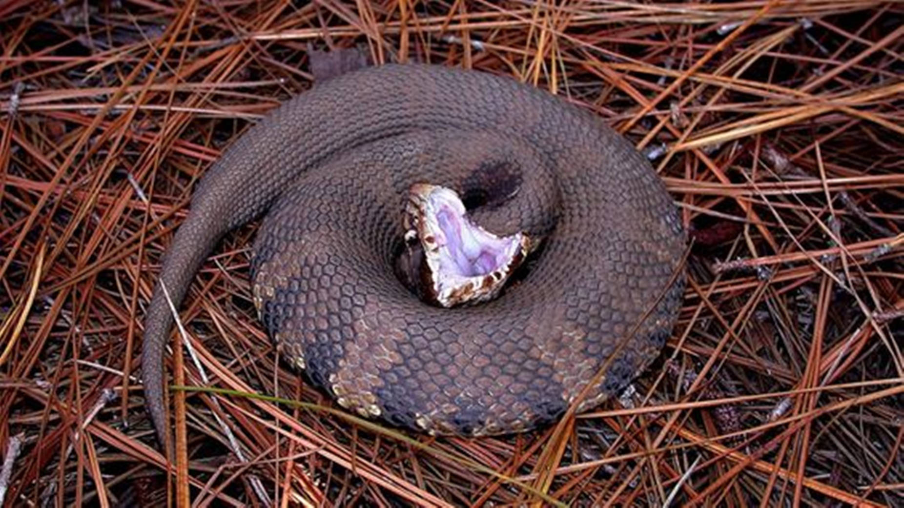 Dark Brown Water Moccasin, sharp teeth, coiled venomous snake, HD Desktop Wallpaper