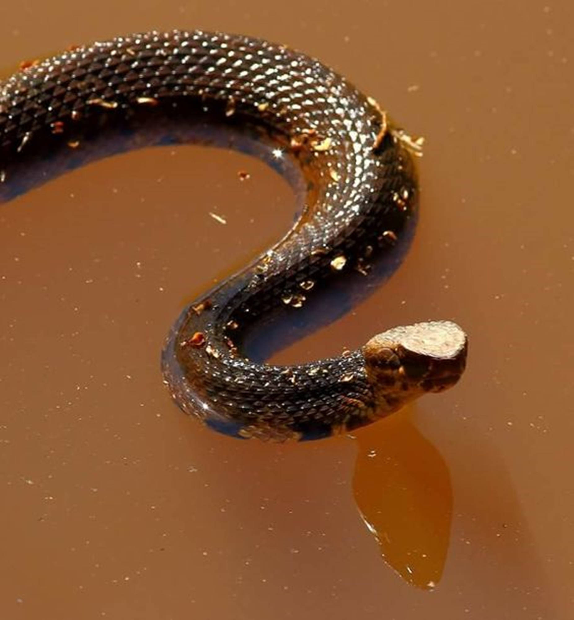 Dark Brown Water Moccasin, mud, murky brown water, Full HD Phone Wallpaper
