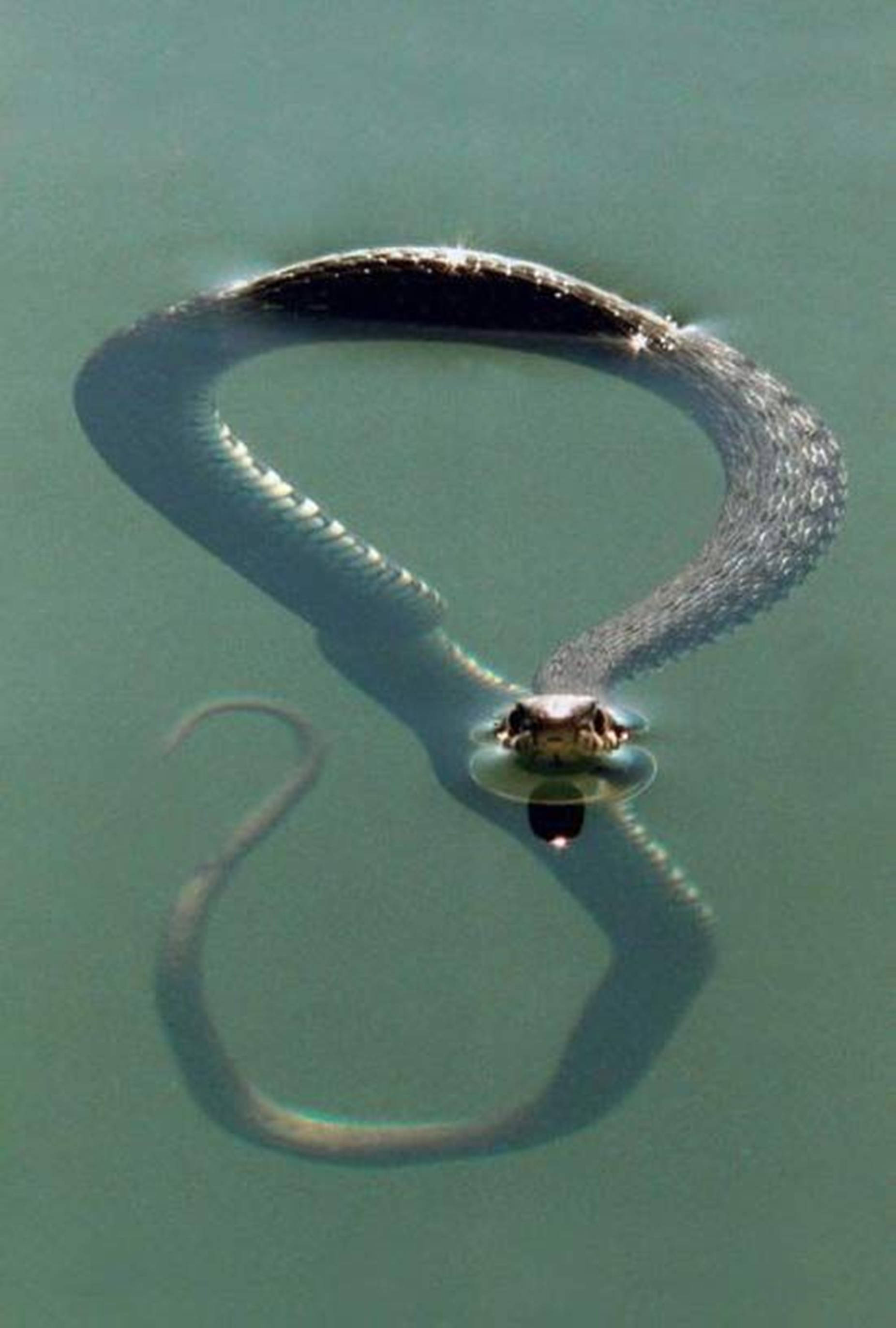 minimalist long black water moccasin, murky green water, long shadow, 2K Phone Wallpaper
