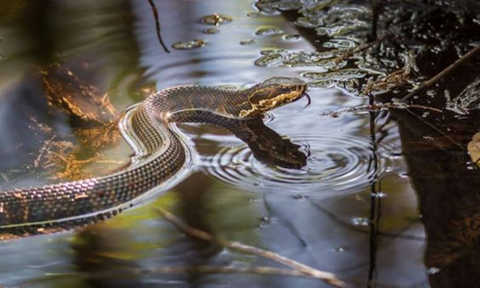 Brown Water Moccasin, Forest River, murky pond water, HD Desktop Wallpaper