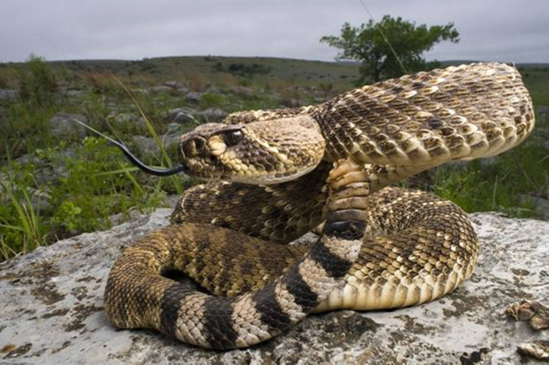 Water Moccasin, brown rattlesnake, black tongue, HD Desktop Wallpaper
