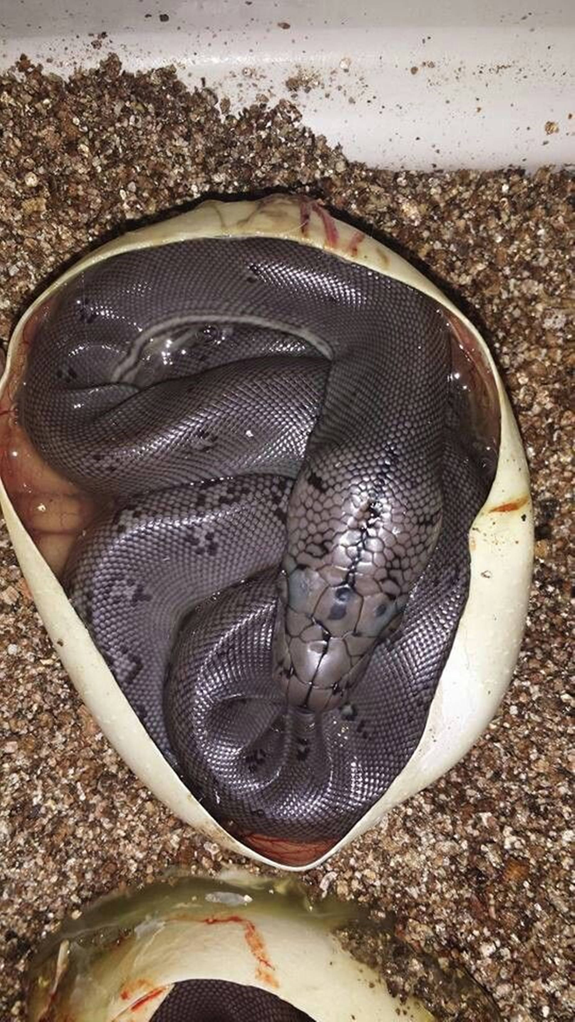 Water Moccasin, newborn, dark scales, 2K Phone Wallpaper