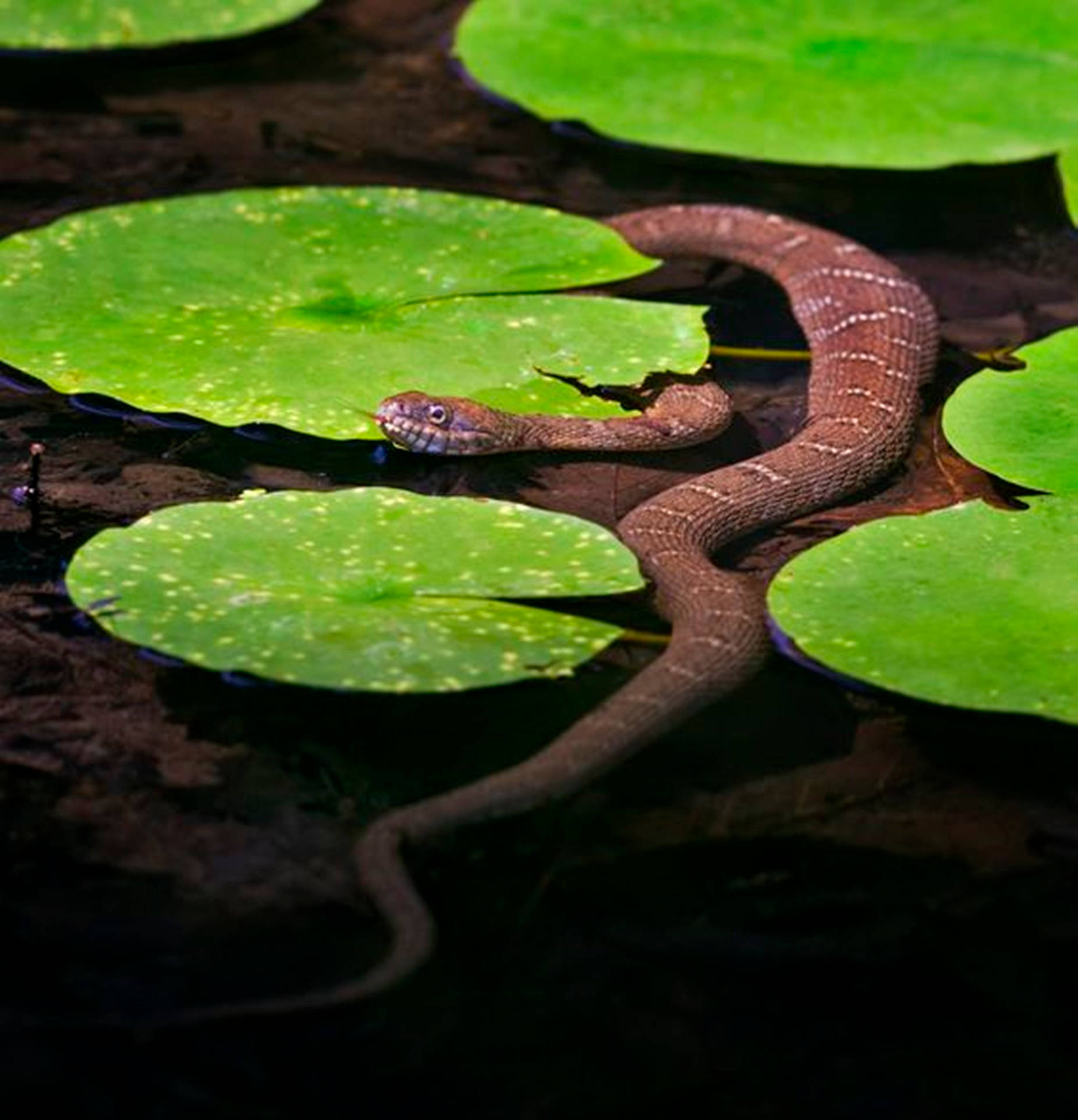 brown water moccasin, green water lily, white spots, Full HD Phone Wallpaper