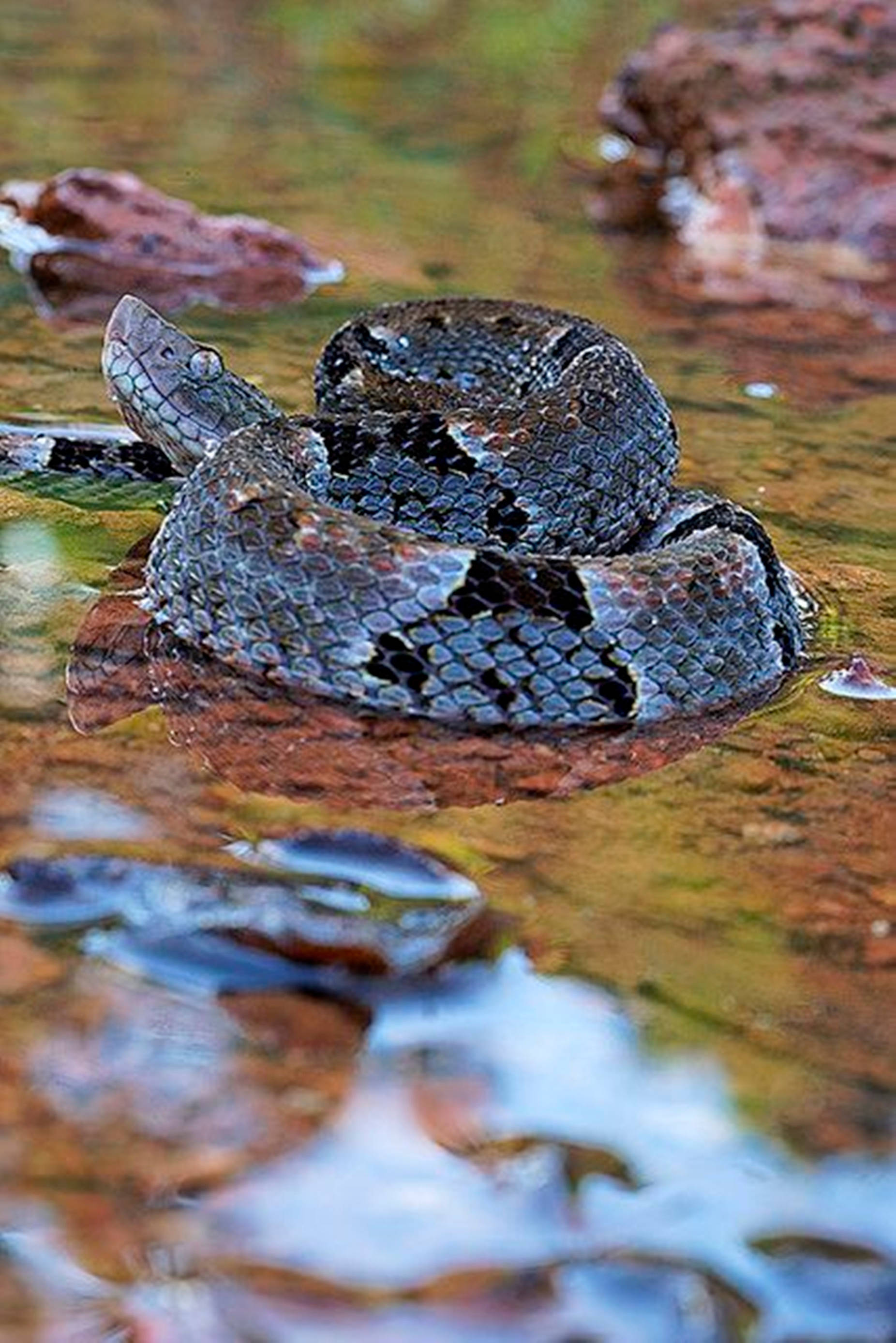 Sharp Black Water Moccasin, coiled venomous snake, dark patterned scales, 2K Phone Wallpaper