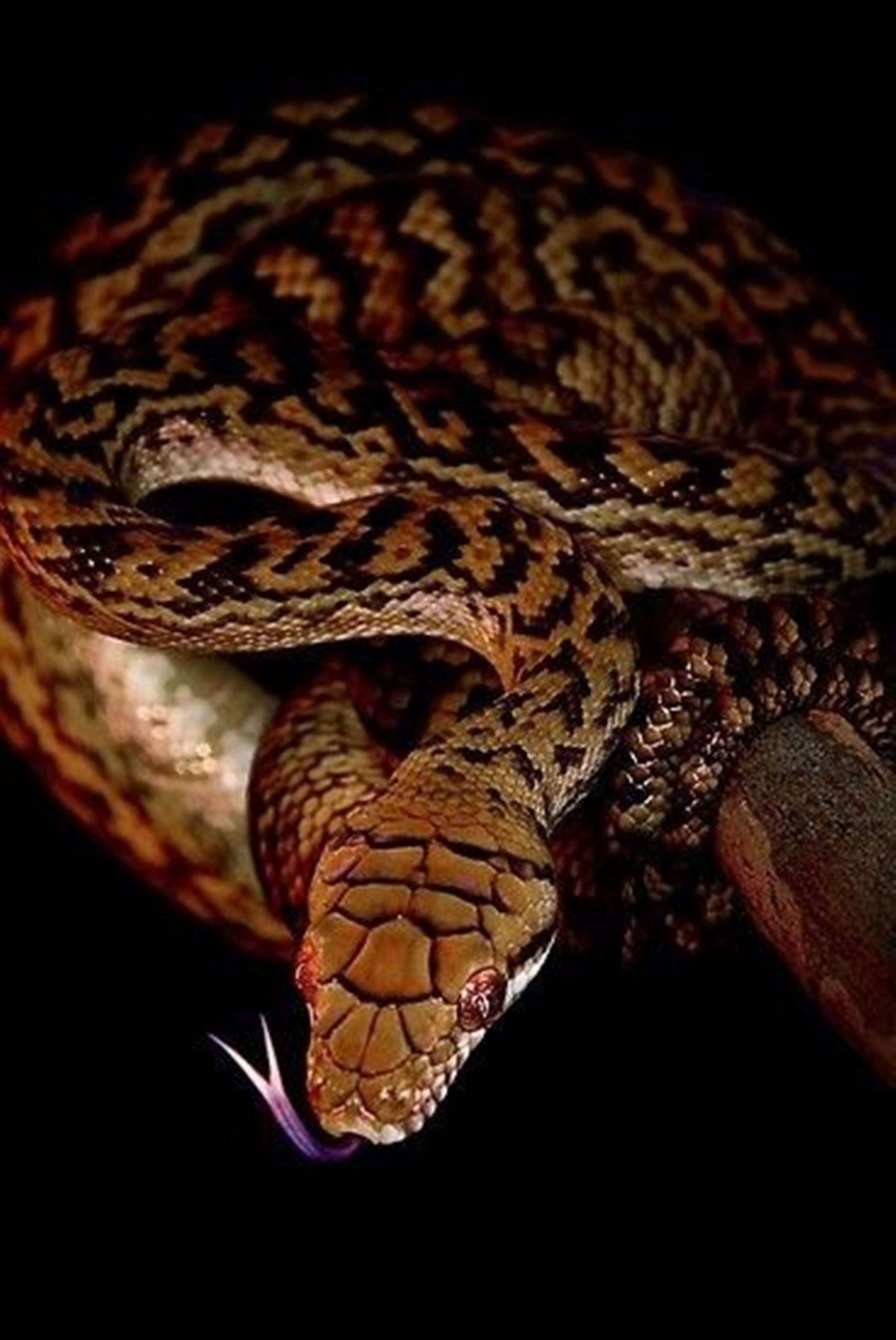 Water Moccasin, purple tongue, brown and tan patterns, 2K Phone Wallpaper
