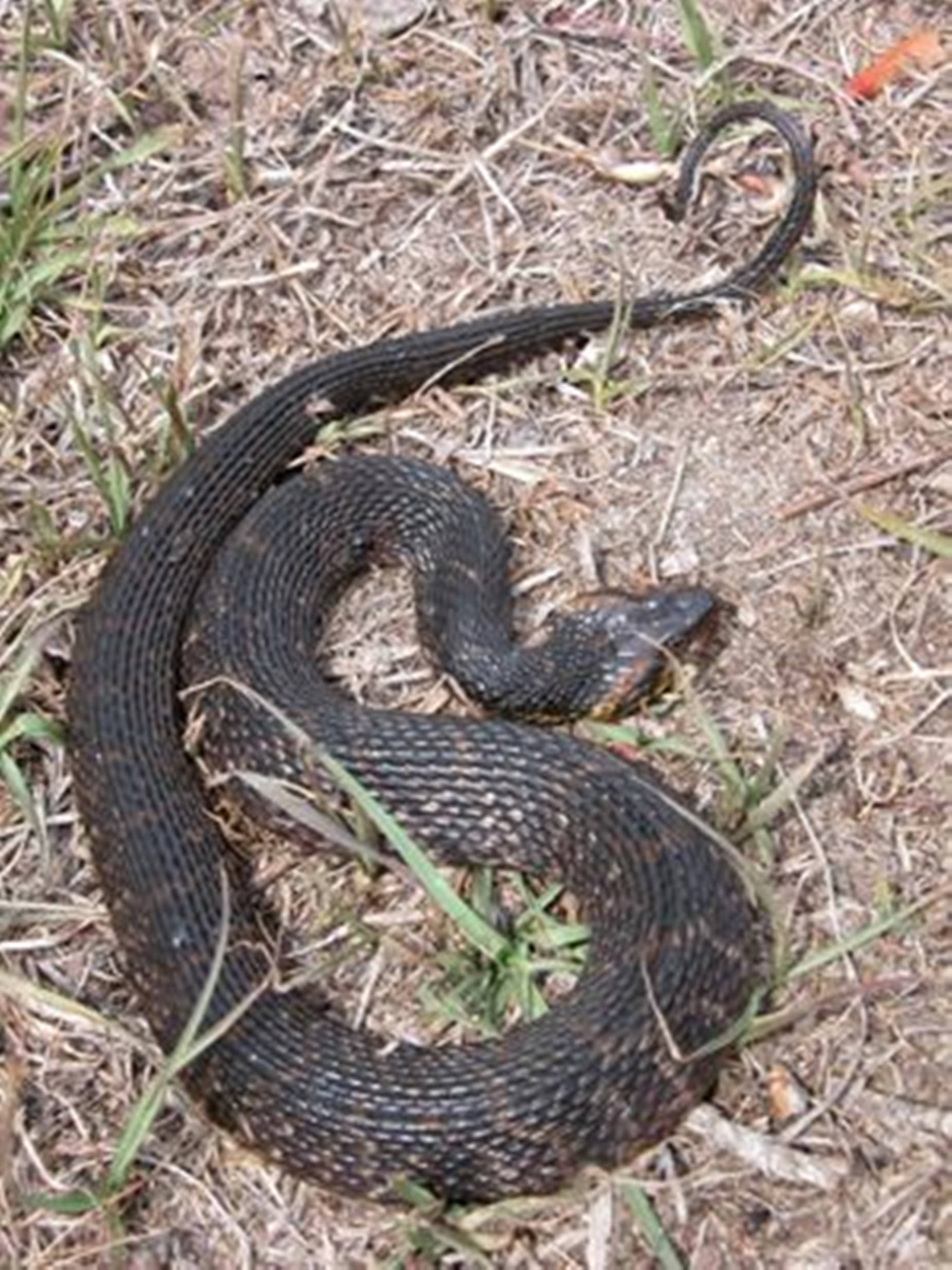 Long Black Water Moccasin, water moccasin, dark coiled snake, Full HD Phone Wallpaper