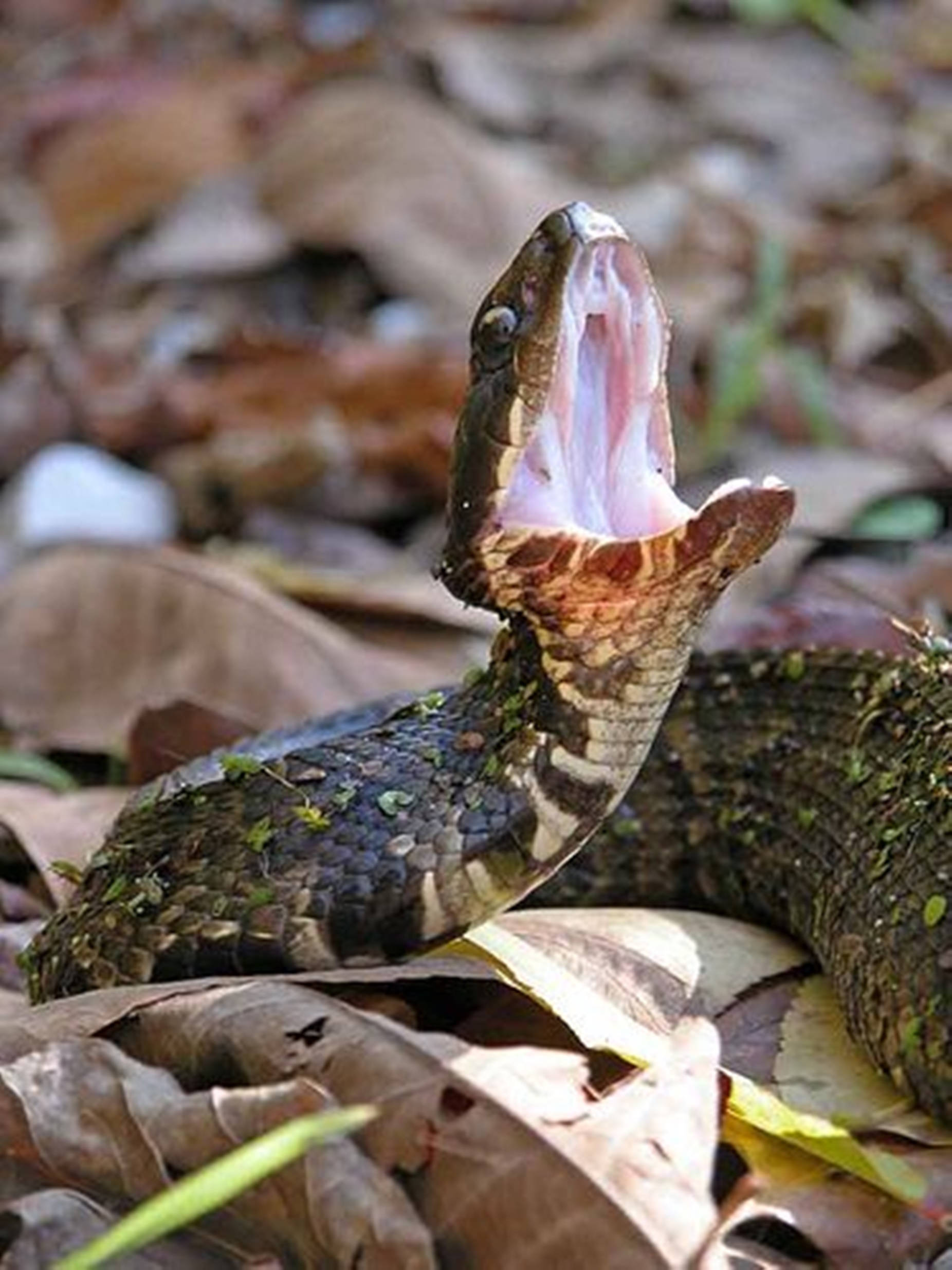 Water Moccasin, forest floor, dry leaves, Full HD Phone Wallpaper
