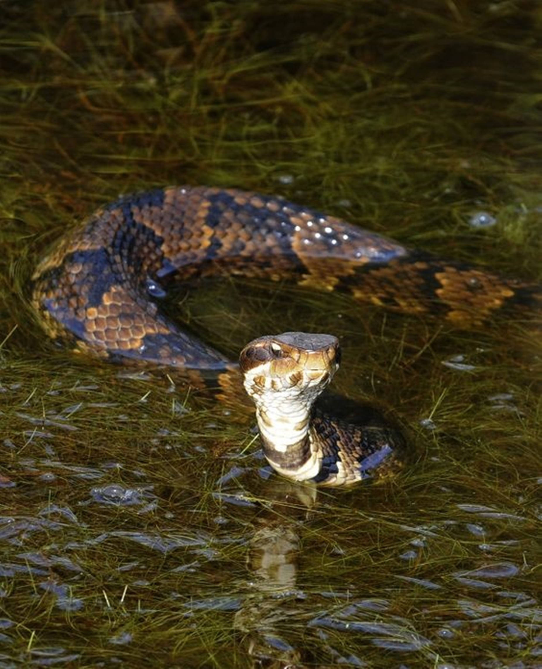 Water Moccasin, brown, black pattern, Full HD Phone Wallpaper