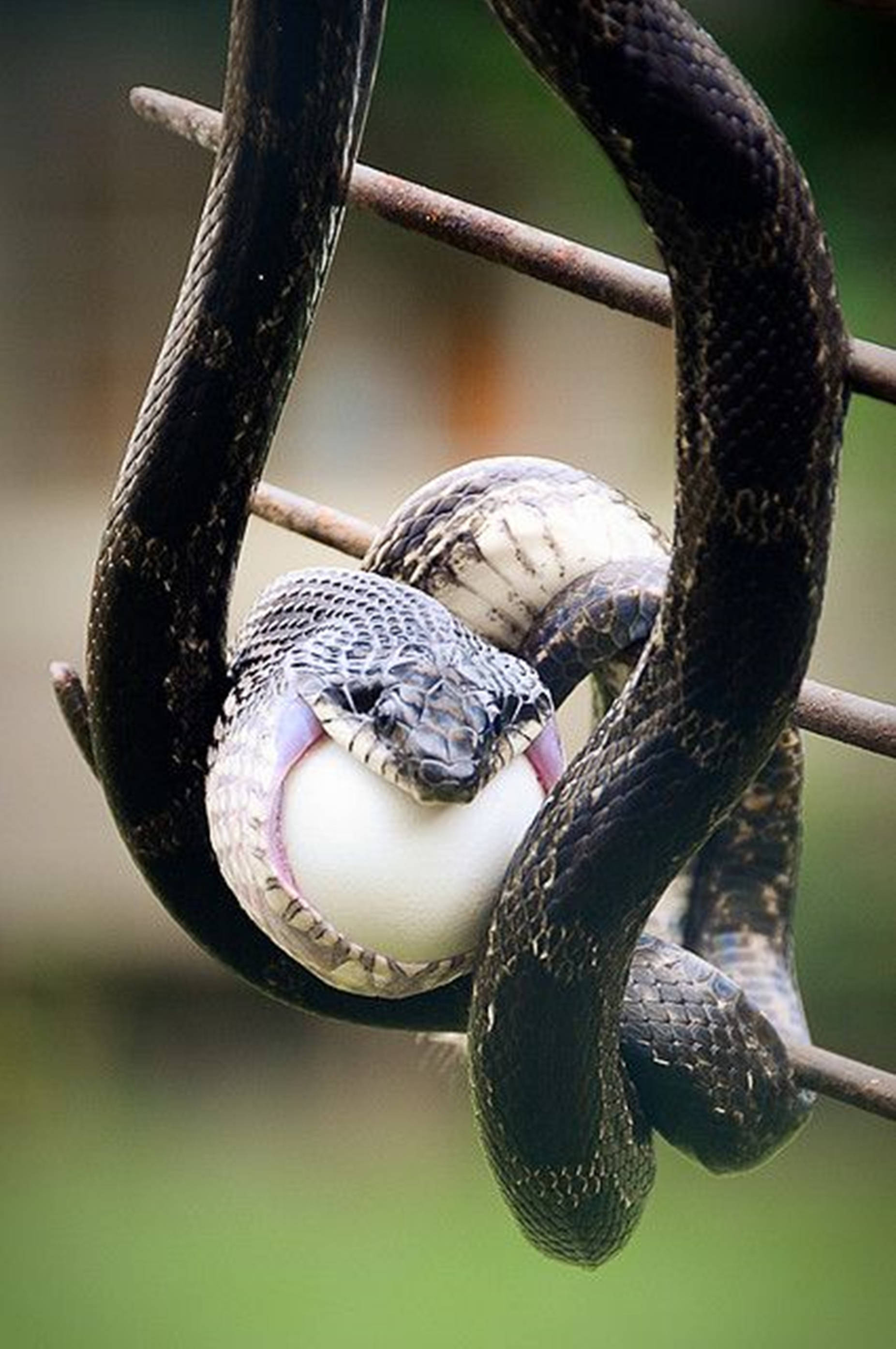 hanging water moccasin snake, dark patterned snake, metal bars, 2K Phone Wallpaper