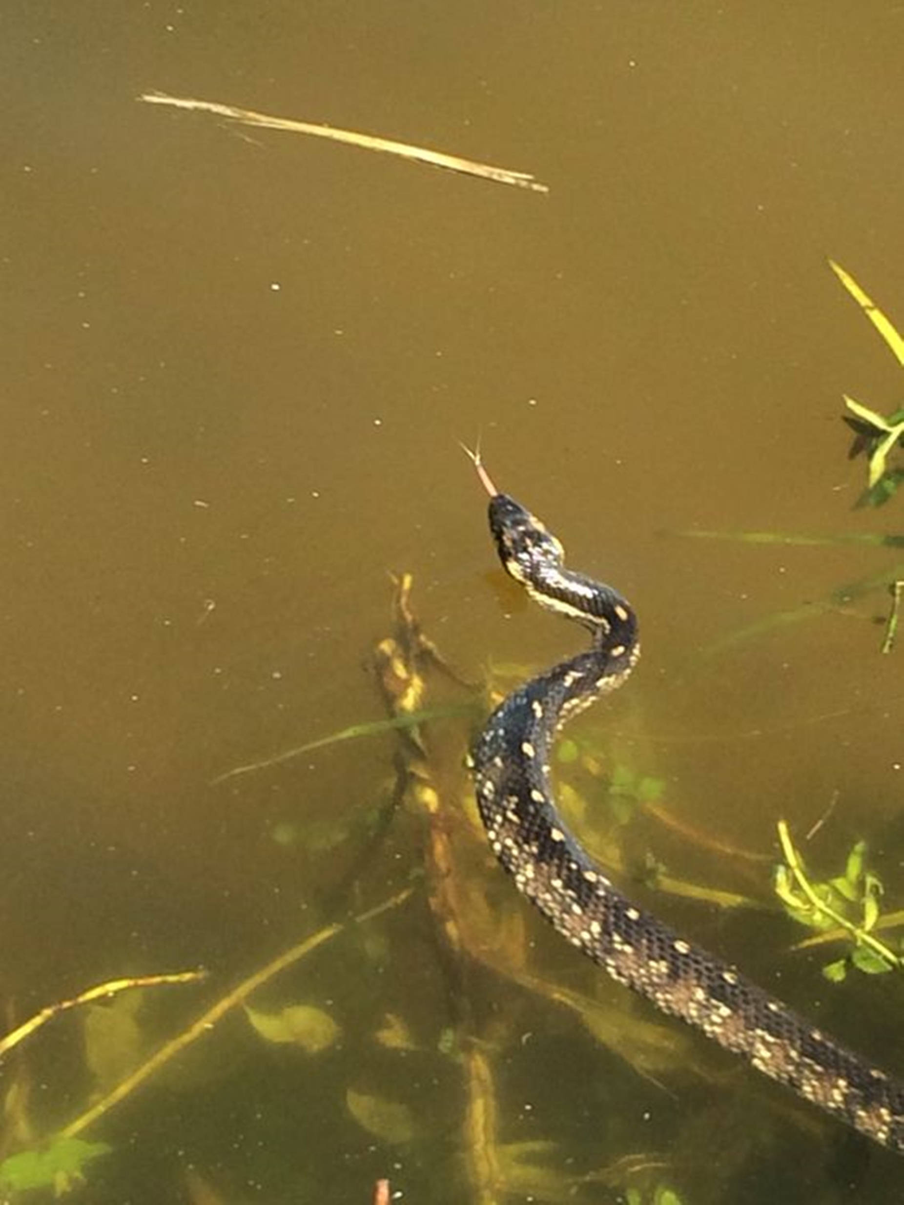 Water Moccasin, forest river, murky brown water, Full HD Phone Wallpaper