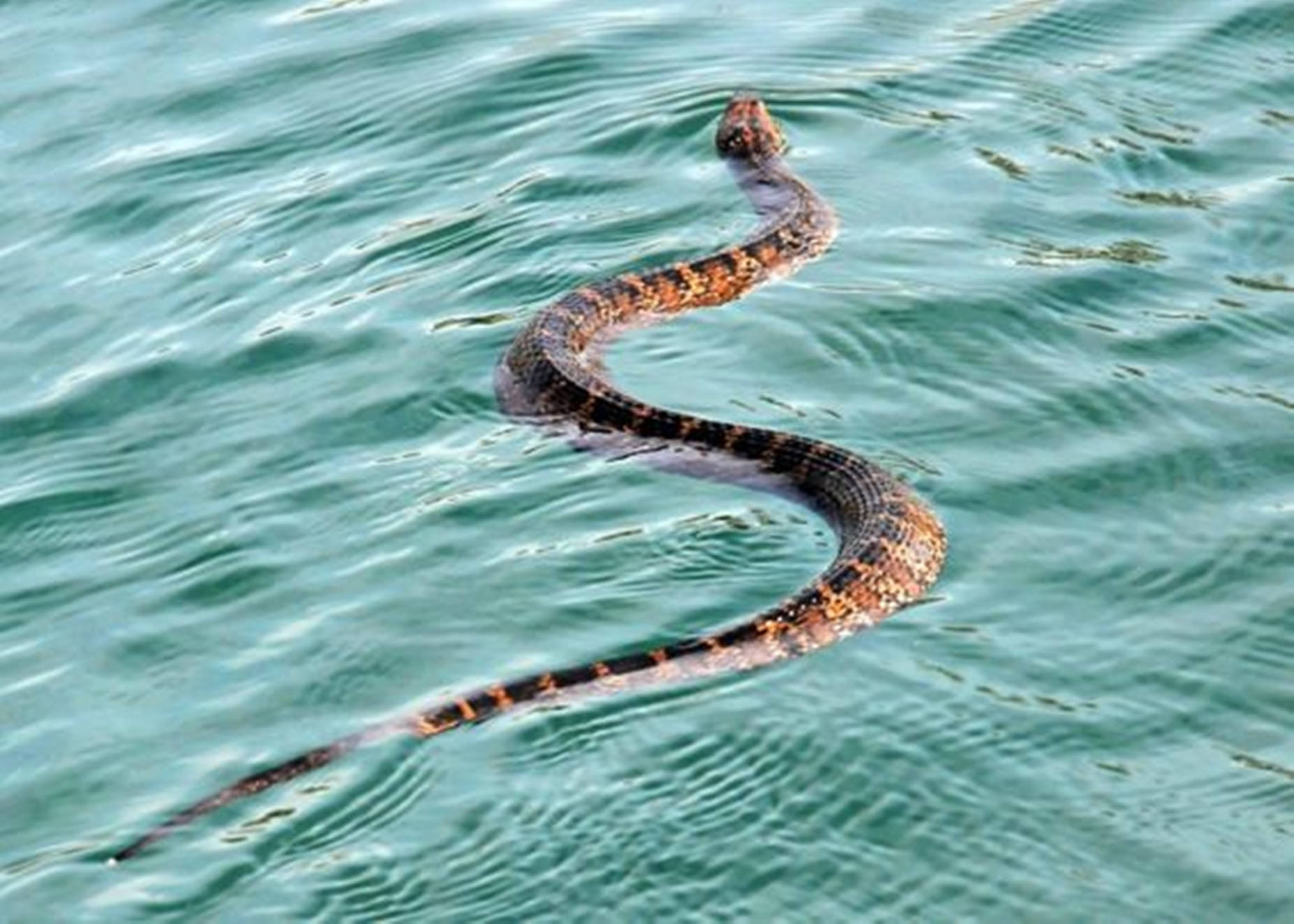 Water Moccasin, green ocean, brown and black patterned scales, HD Desktop Wallpaper