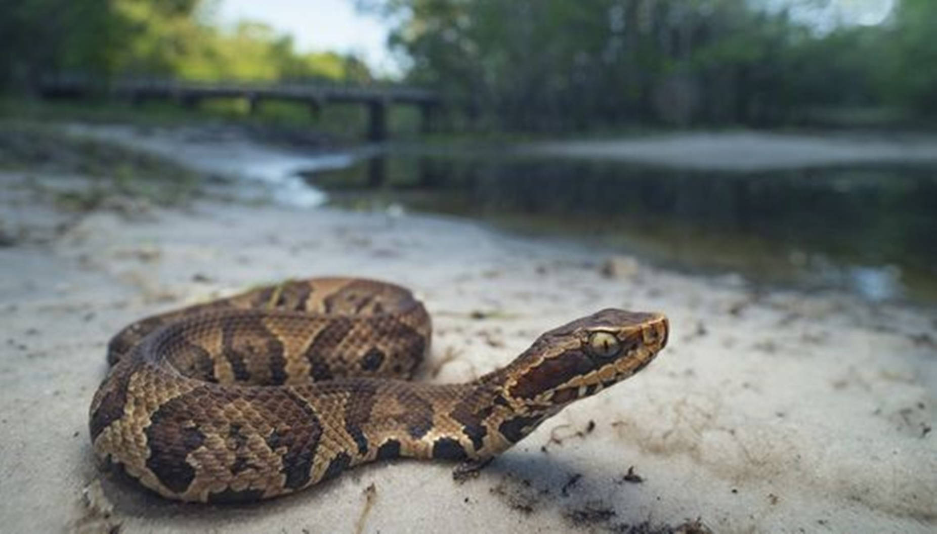 Water Moccasin, riverbank, sandy riverbank, HD Desktop Wallpaper