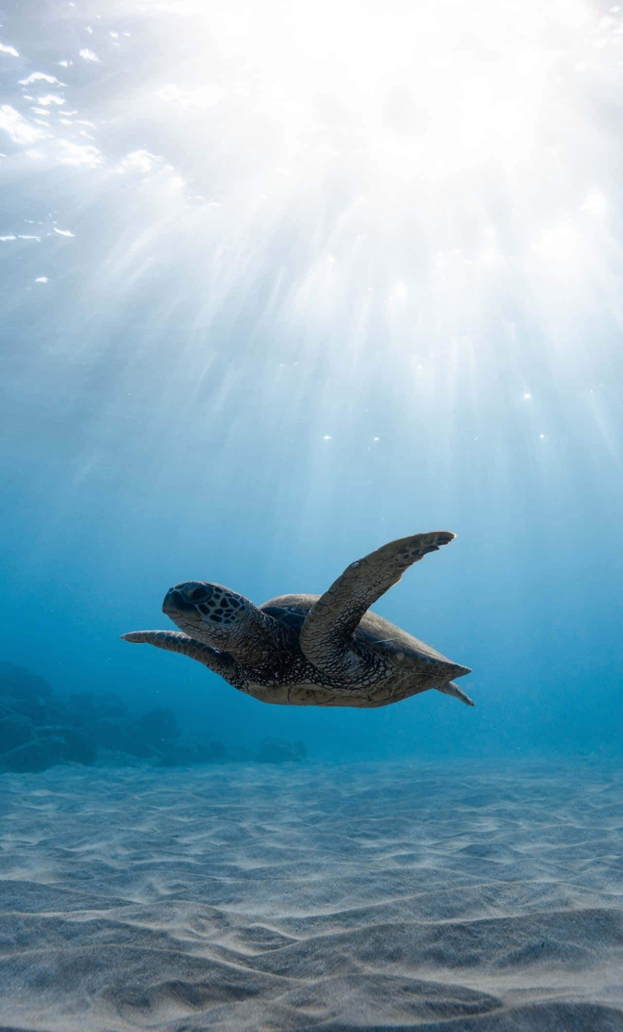 underwater iphone, sea turtle, clear blue water, Full HD Phone Wallpaper