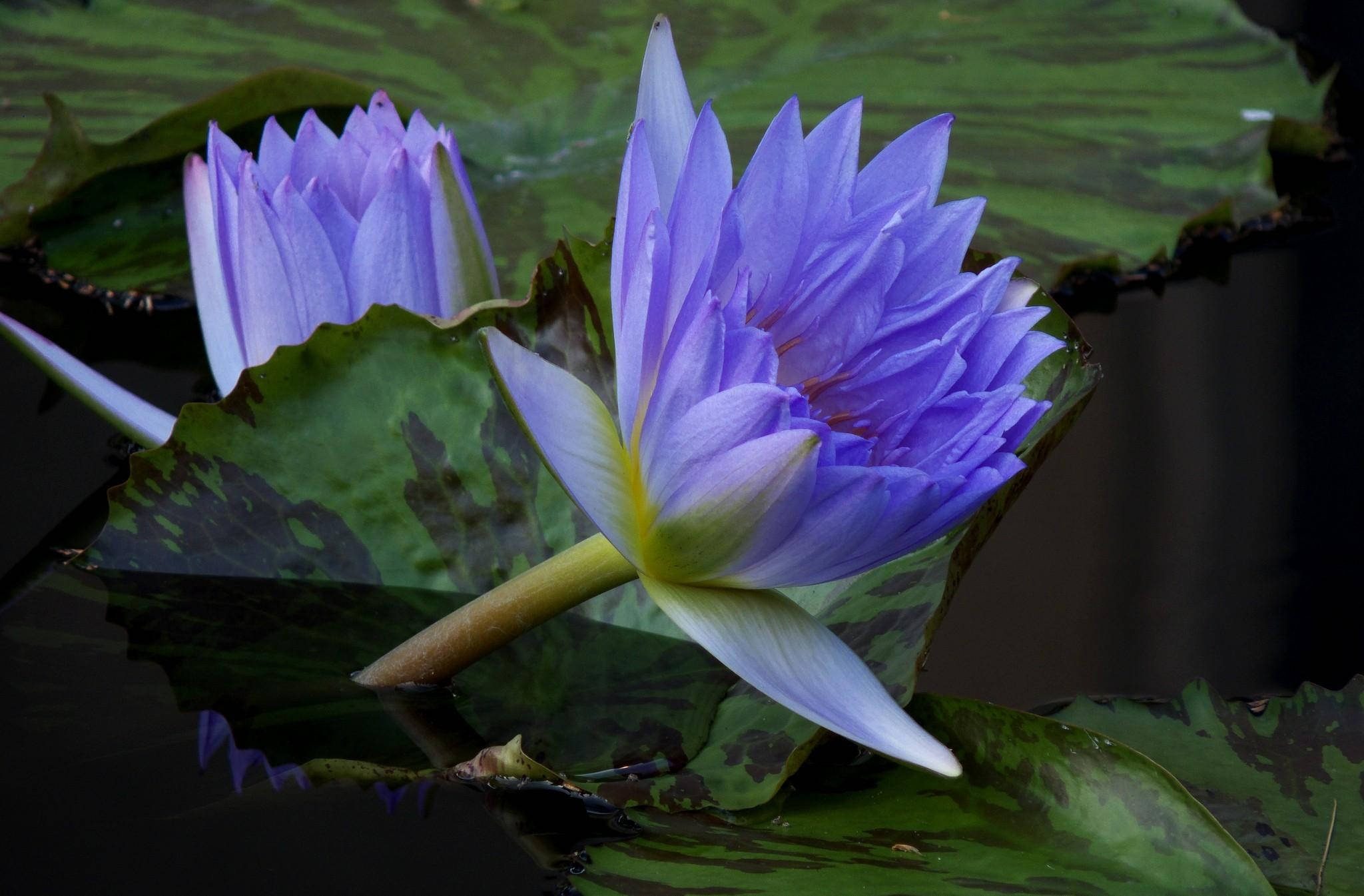 lily pods, water lilies, green lily pads, Full HD Desktop Wallpaper
