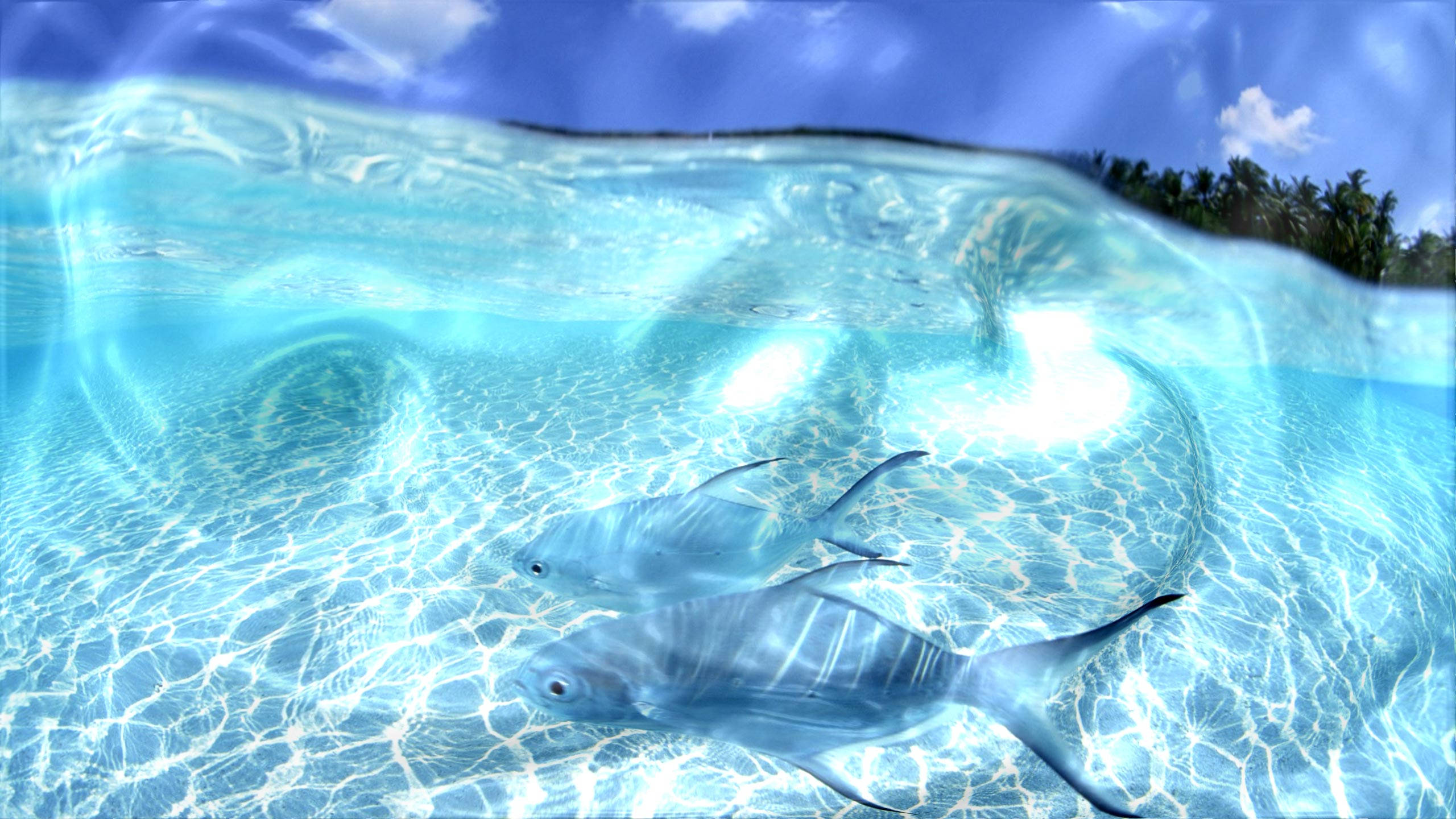 Interactive Tuna, silver fish, crystal clear turquoise water, 2K Desktop Wallpaper
