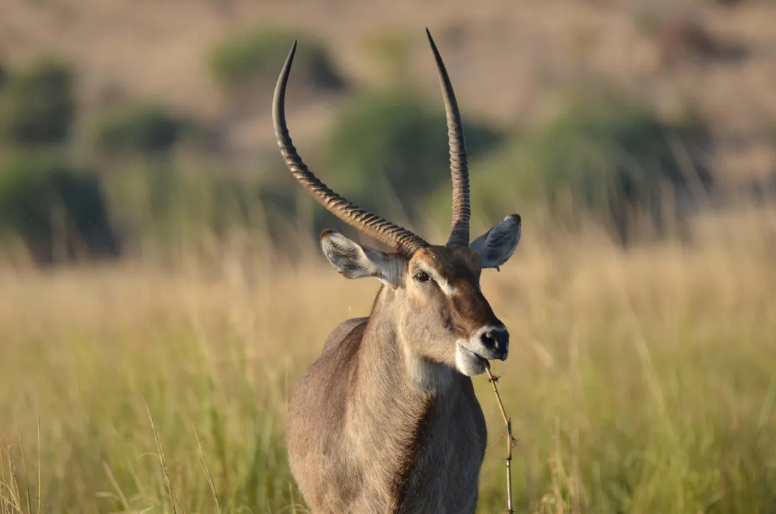 Waterbuck