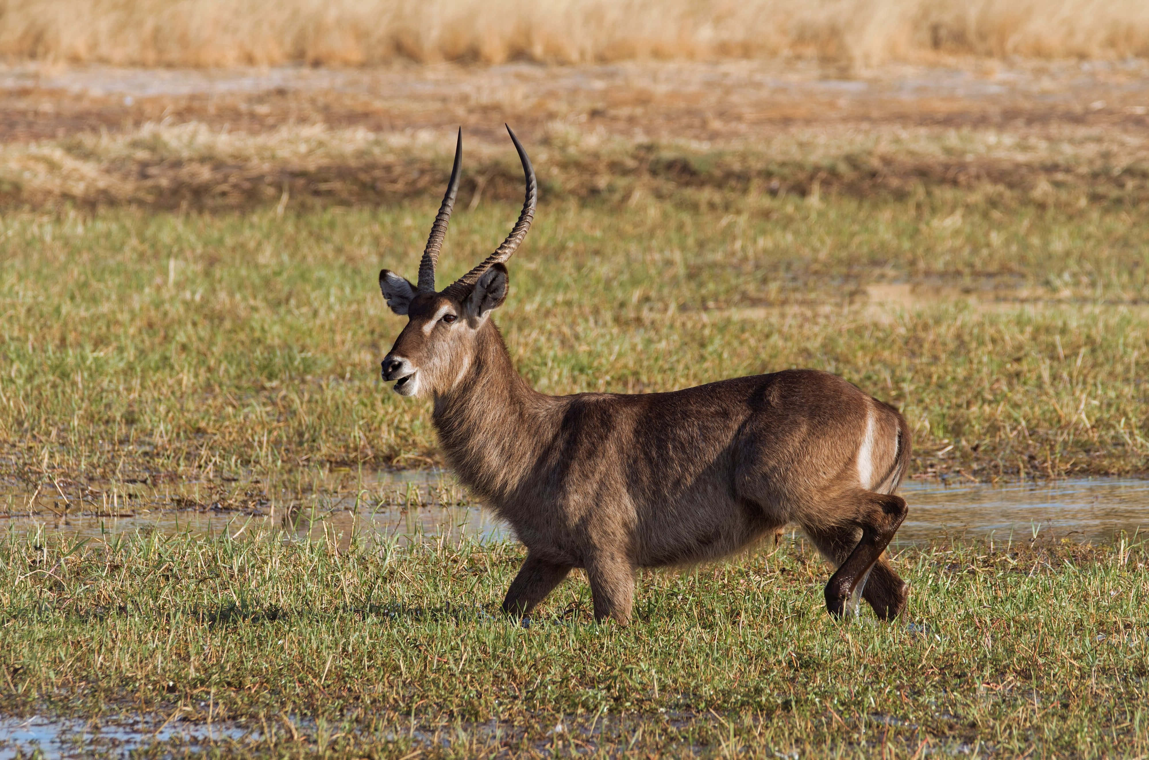 Waterbuck, curved horns, shallow water, 4K Desktop Wallpaper