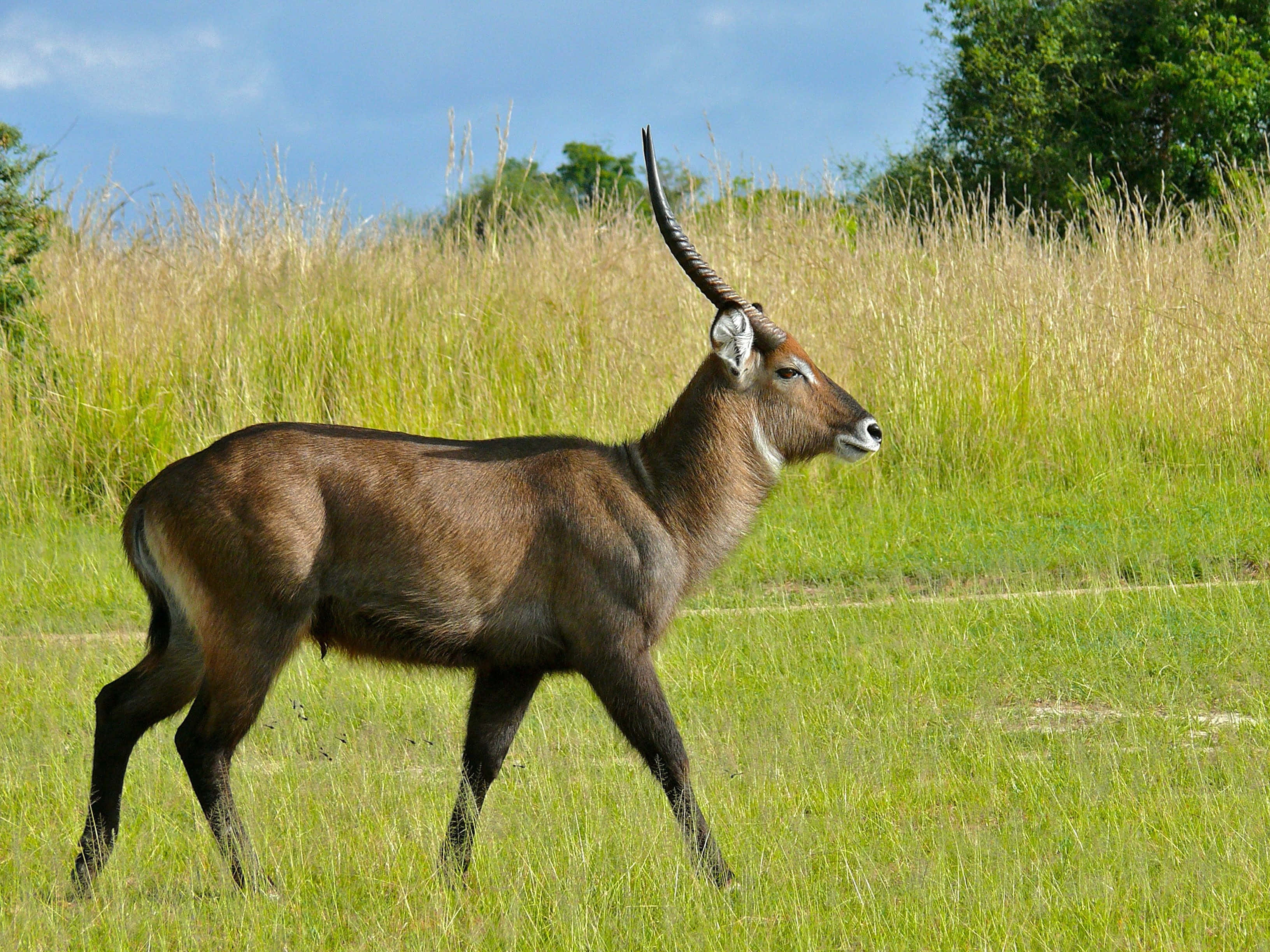 waterbuck, long curved horns, tall green grass, 2K Desktop Wallpaper