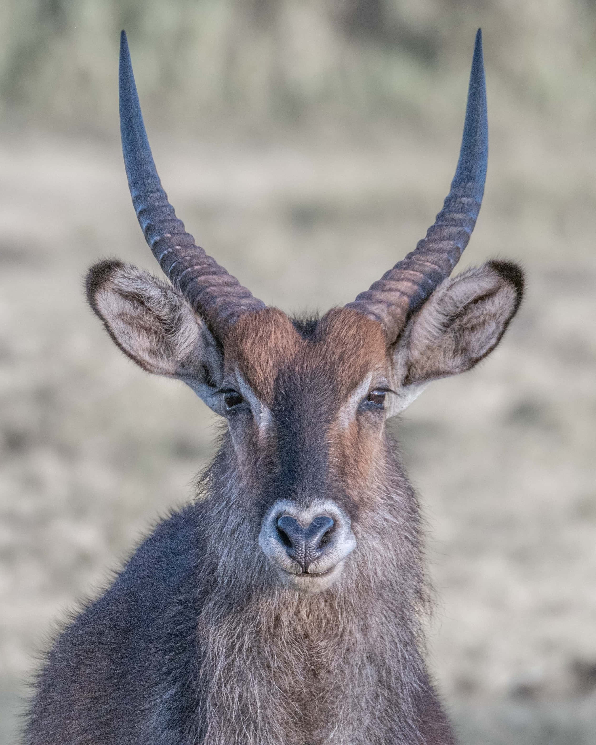 waterbuck, long curved horns, alert eyes, 2K Phone Wallpaper