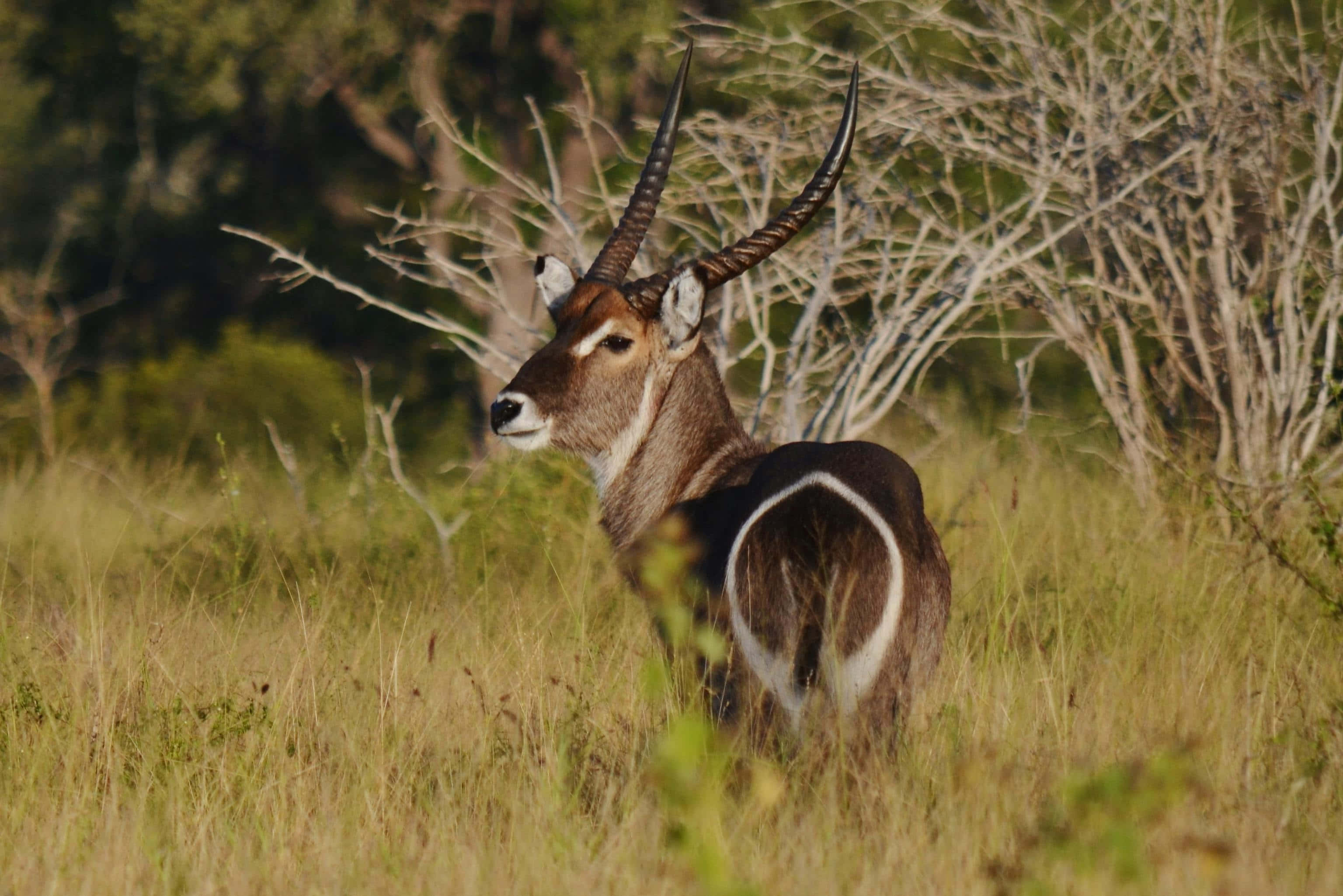 Waterbuck, tall golden grass, dry trees, 2K Desktop Wallpaper