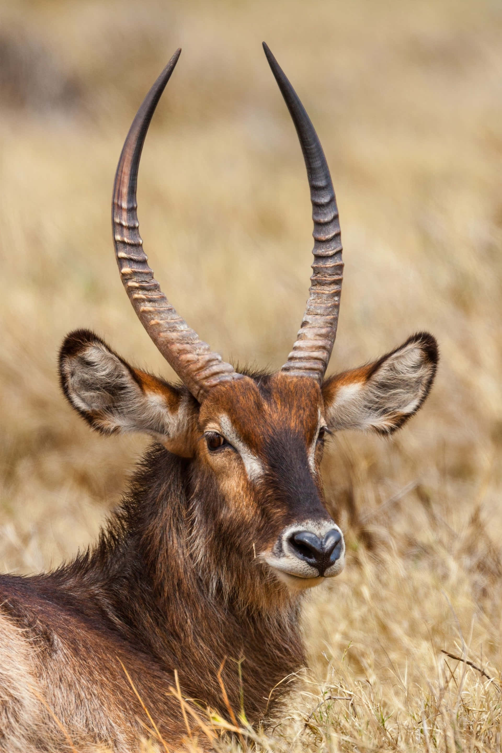 waterbuck, curved horns, dry golden grass, 2K Phone Wallpaper