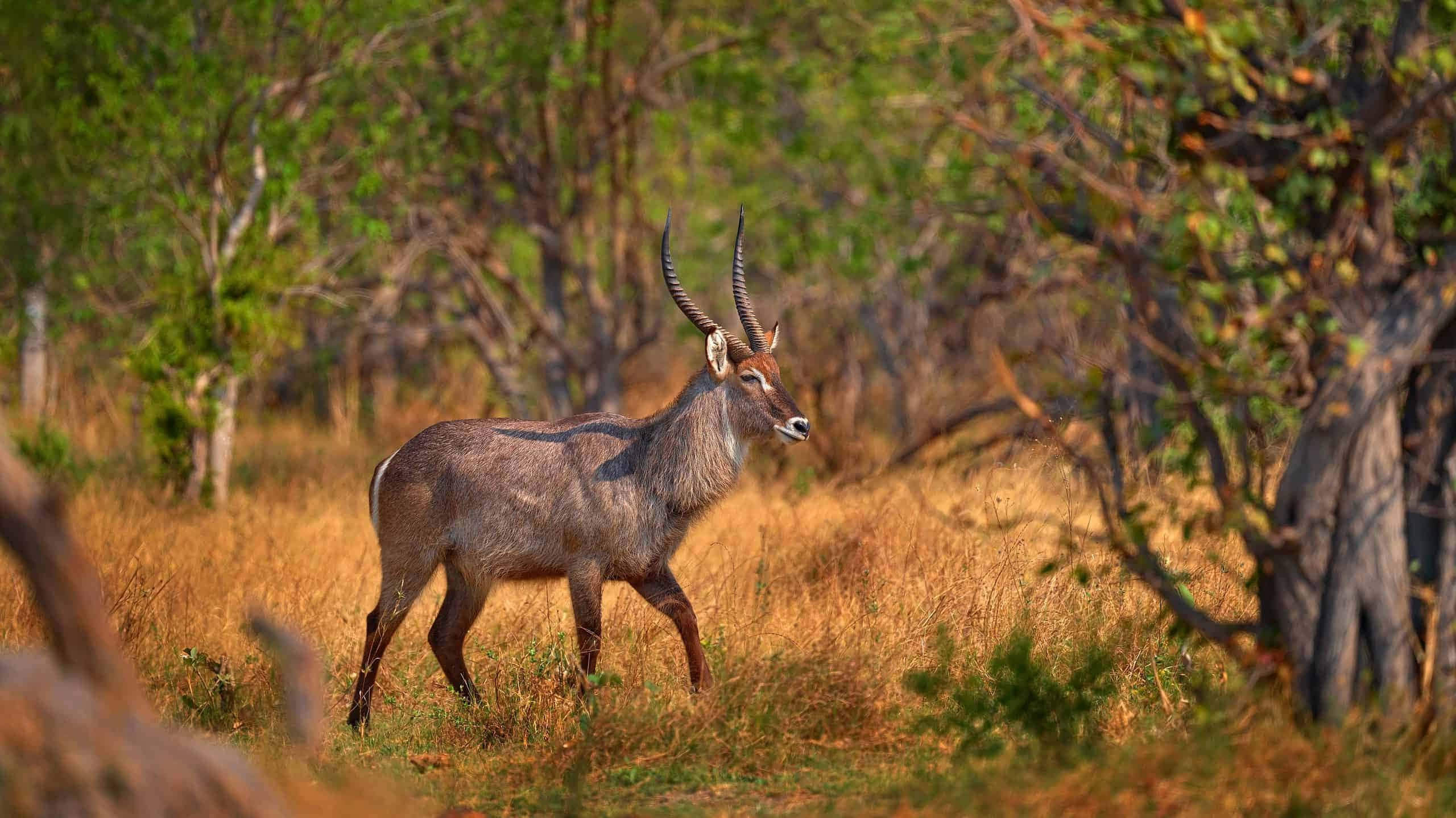 Waterbuck, curved horns, golden grasses, 2K Desktop Wallpaper