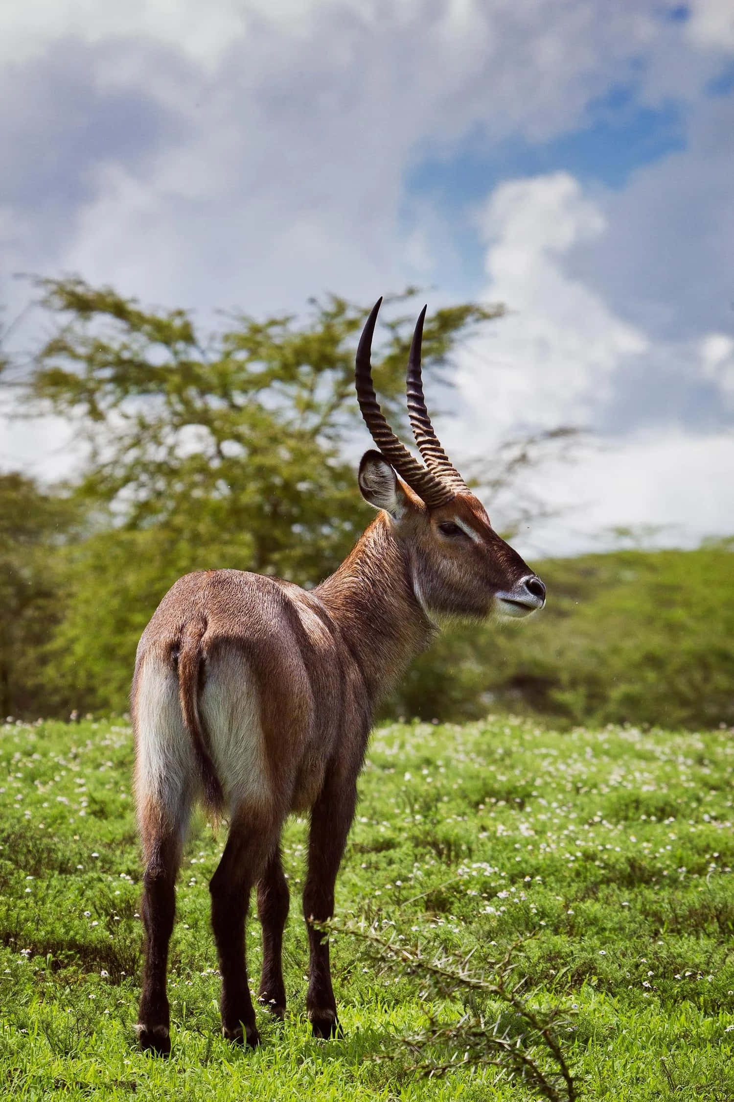 Waterbuck, savannah, sunlit grassy field, Full HD Phone Wallpaper