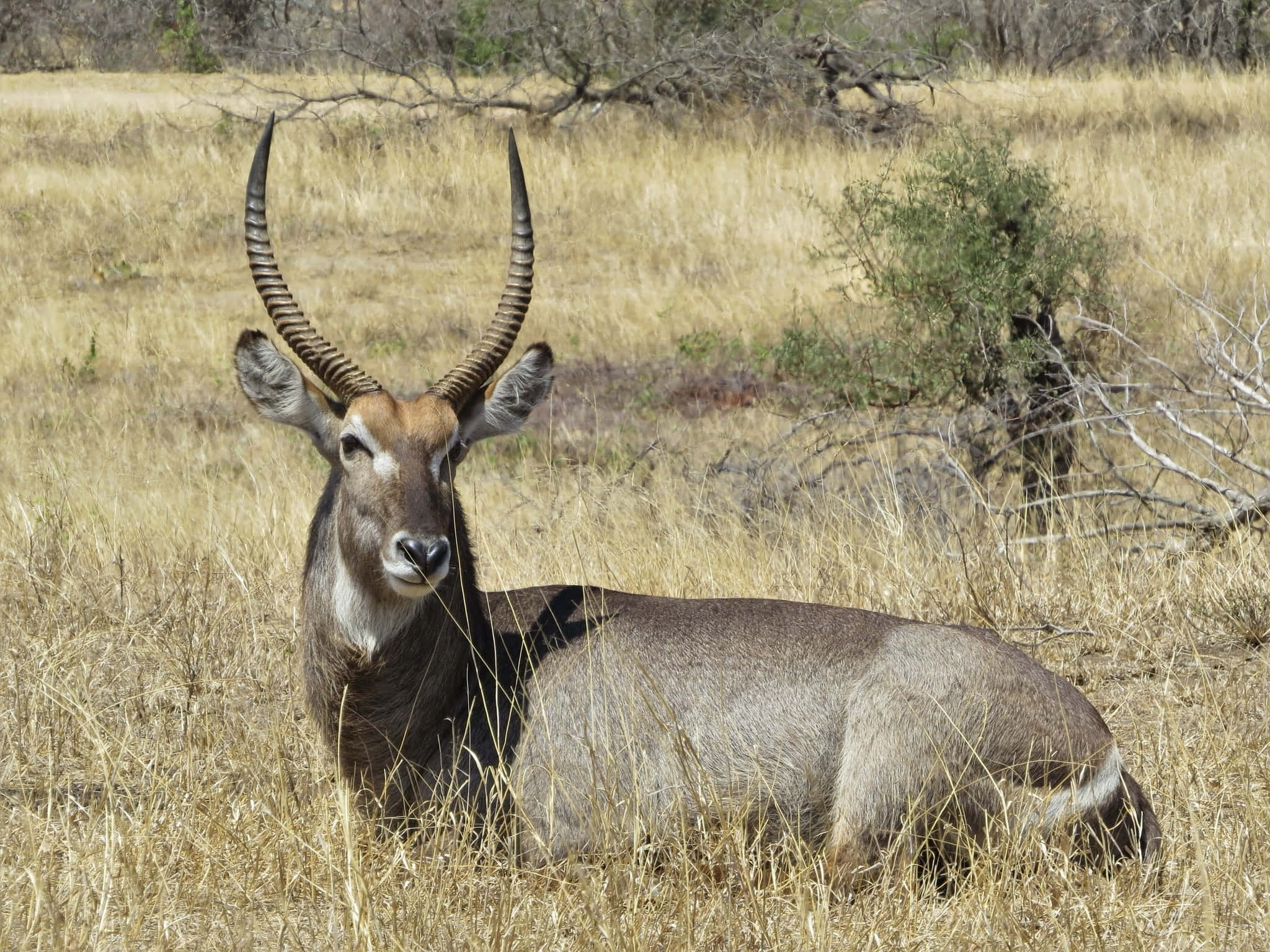 Waterbuck, savanna grassland, spiraled horns, Full HD Desktop Wallpaper