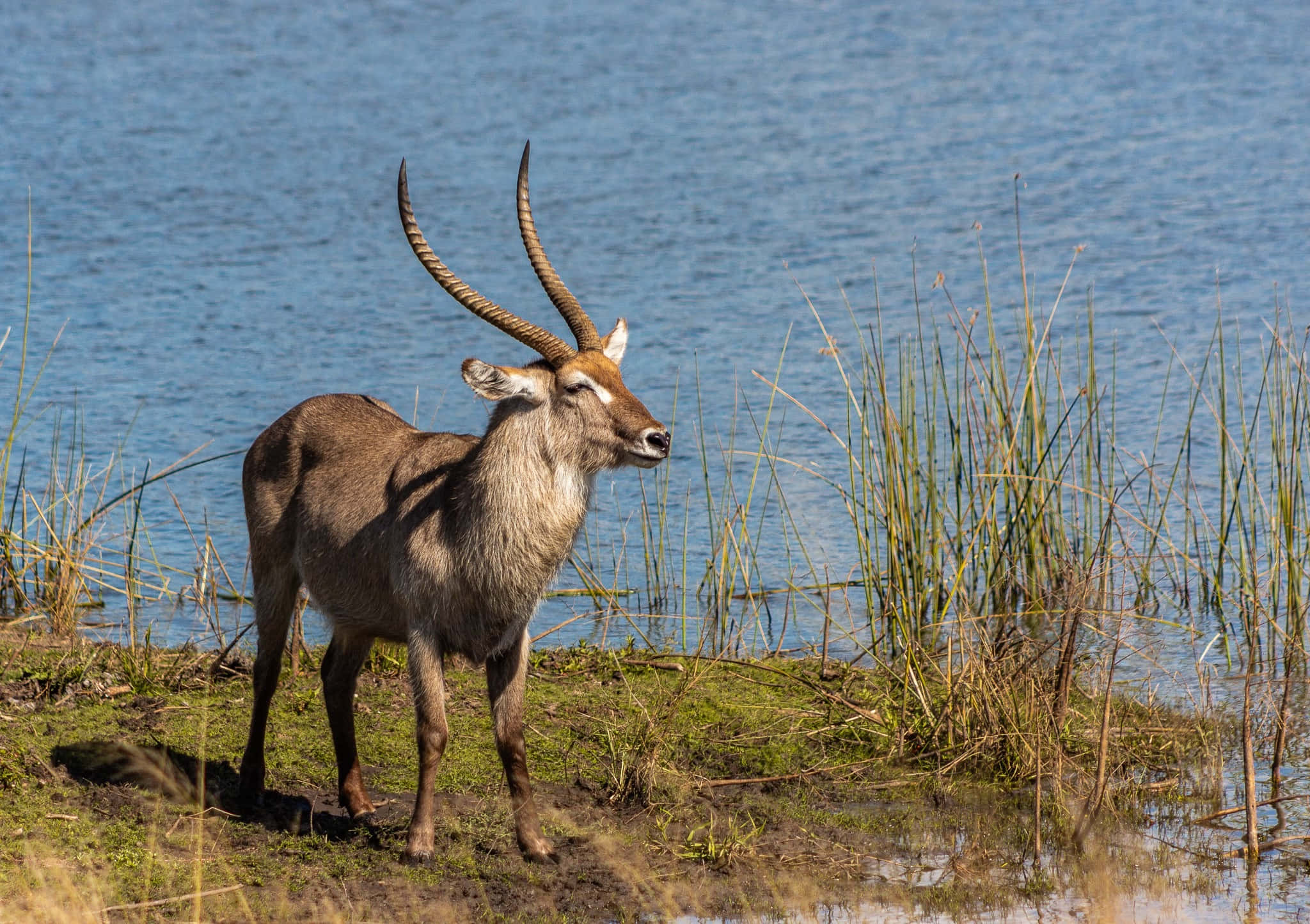 Waterbuck, lake, grassy riverbank, Full HD Desktop Wallpaper