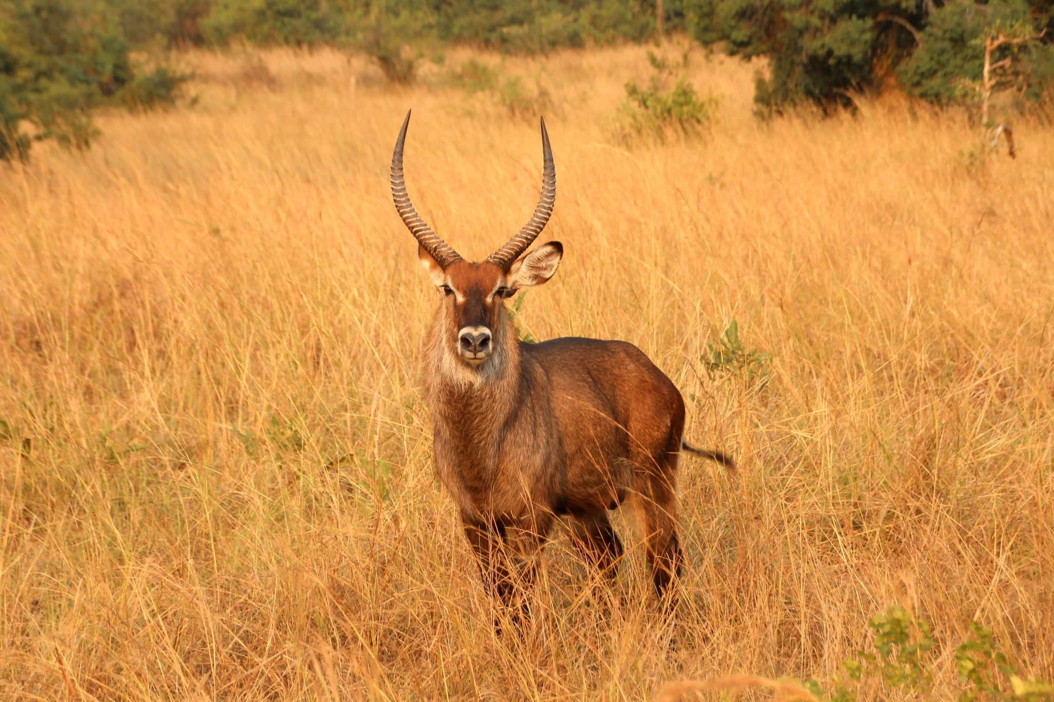 waterbuck, savannah, tall golden grass, Full HD Desktop Wallpaper