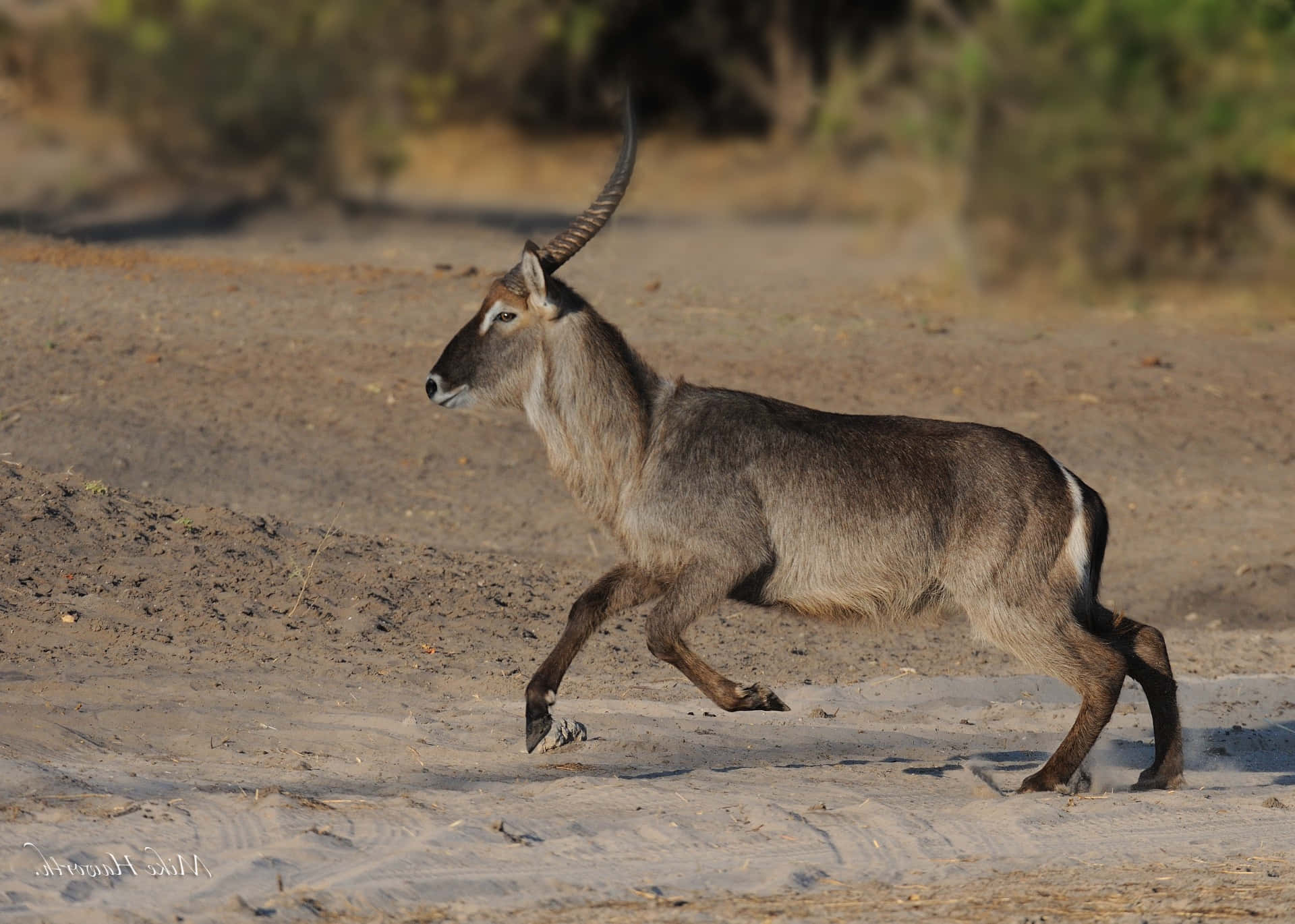 Waterbuck, long curved horns, sunlit dusty savanna path, Full HD Desktop Wallpaper