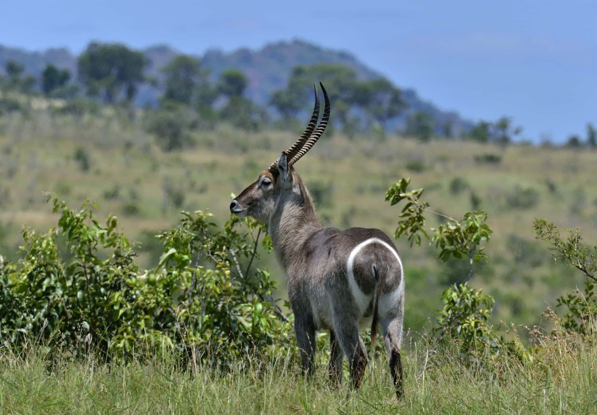 Waterbuck, savanna landscape, tall grass, Full HD Desktop Wallpaper