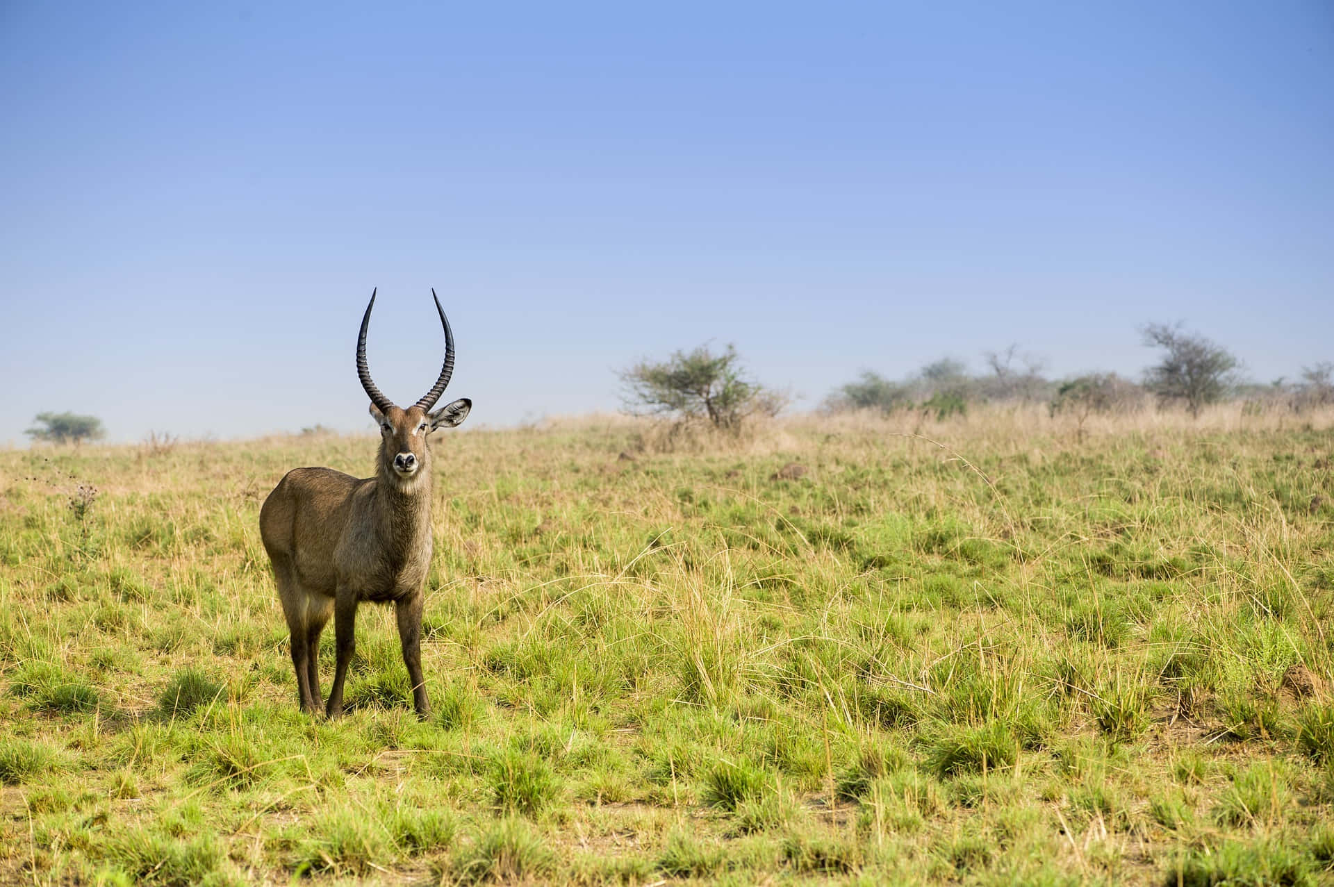 Waterbuck, savannah grassland, sunlit, Full HD Desktop Wallpaper