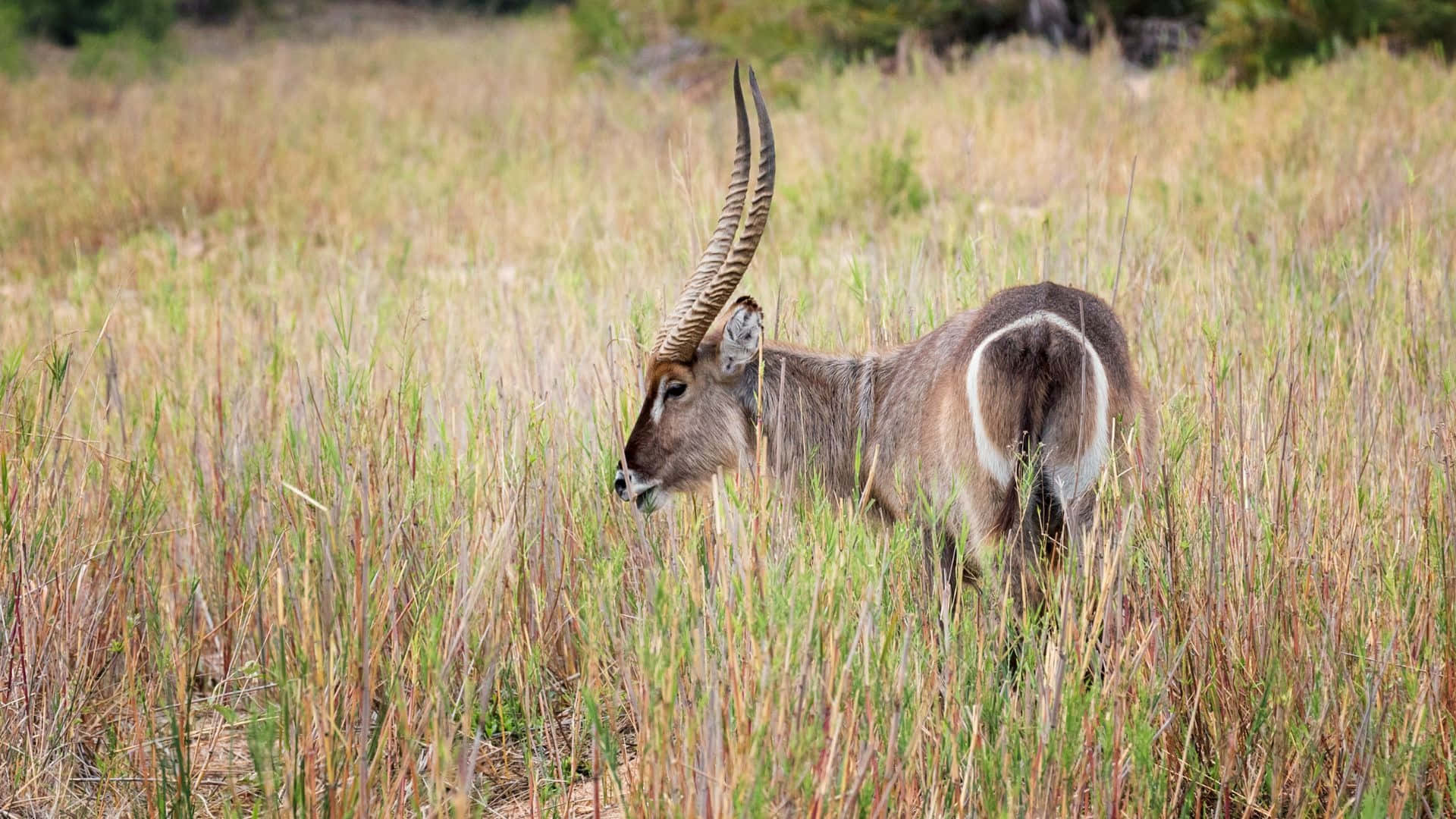 Waterbuck, long spiraled horns, tall golden grass, Full HD Desktop Wallpaper