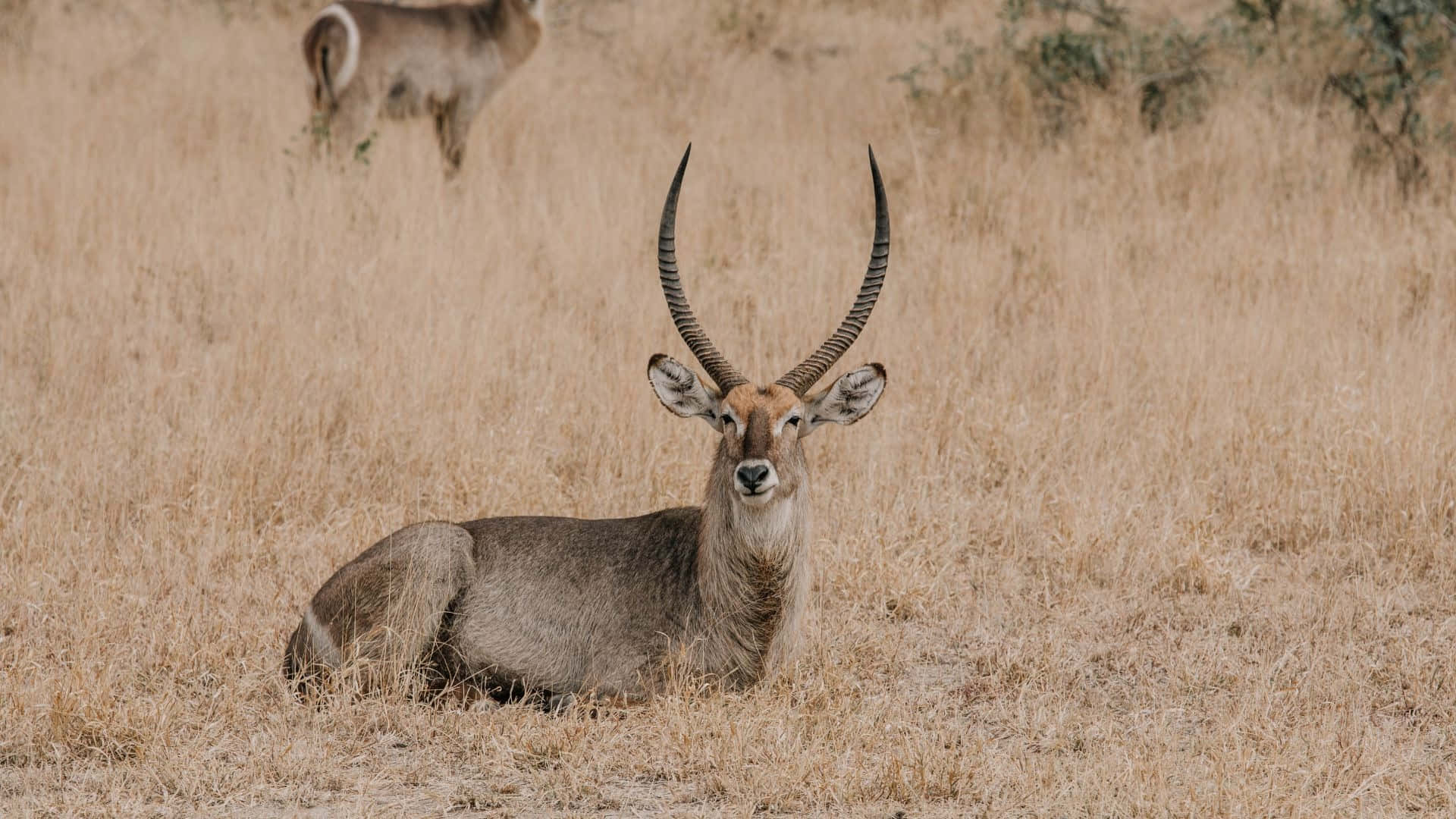 Waterbuck, savannah grassland, spiraled horns, Full HD Desktop Wallpaper