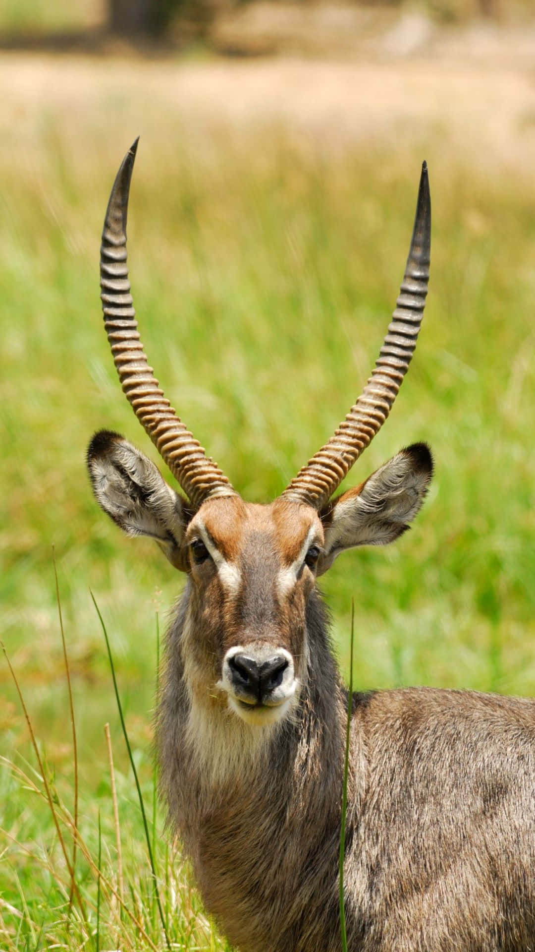 waterbuck, spiraled horns, tall green grass, Full HD Phone Wallpaper