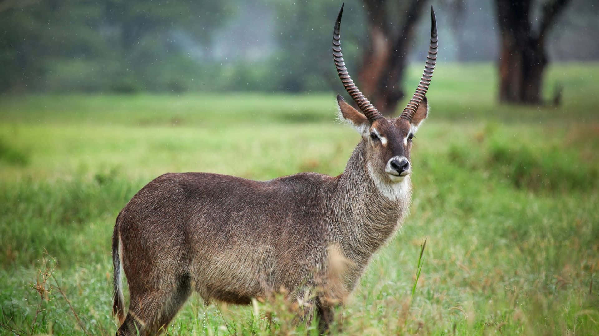 waterbuck, misty green field, trees in soft focus, Full HD Desktop Wallpaper