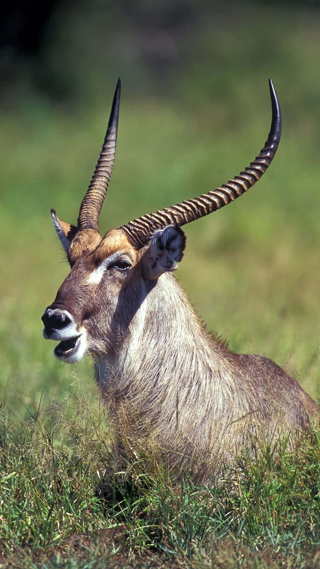waterbuck, spiraled horns, sunlit grass, Full HD Phone Wallpaper