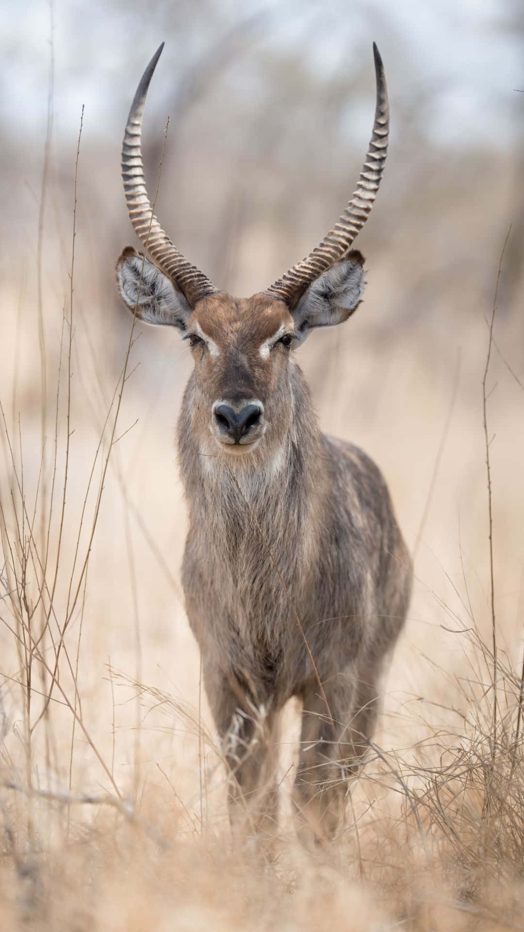 waterbuck, spiraled horns, dry golden grass, Full HD Phone Wallpaper