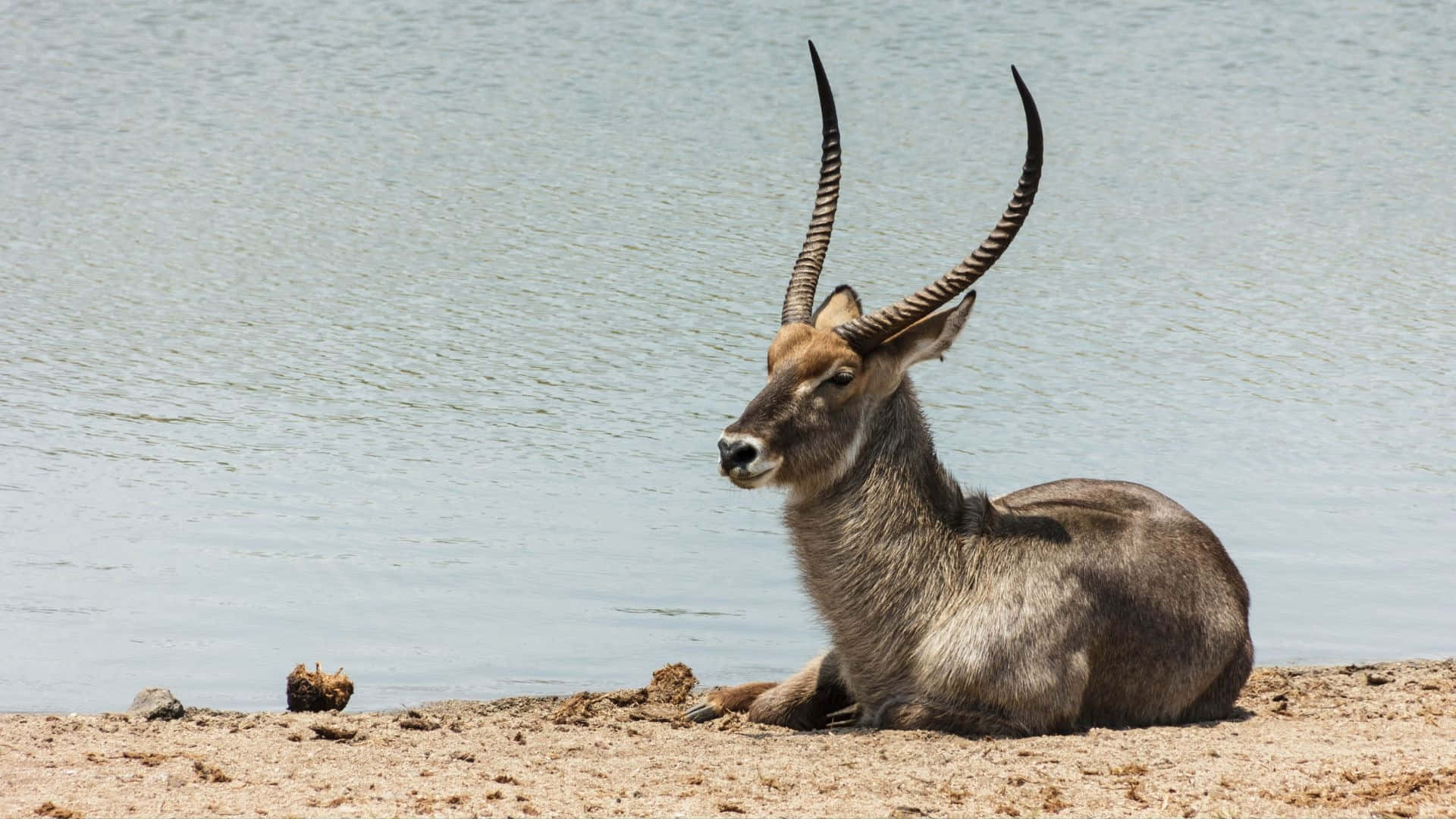 Waterbuck, long curved horns, sandy shore, Full HD Desktop Wallpaper