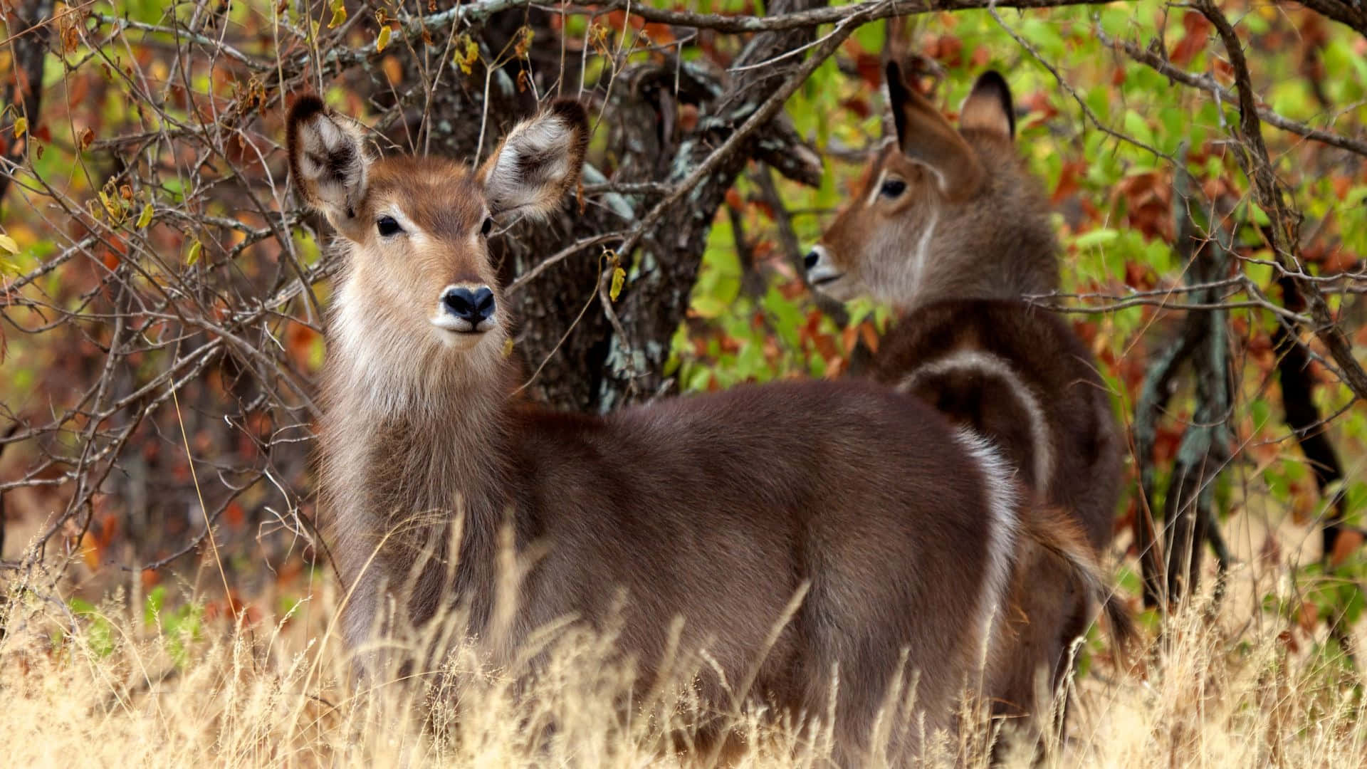 Waterbuck, autumn, golden grass, Full HD Desktop Wallpaper